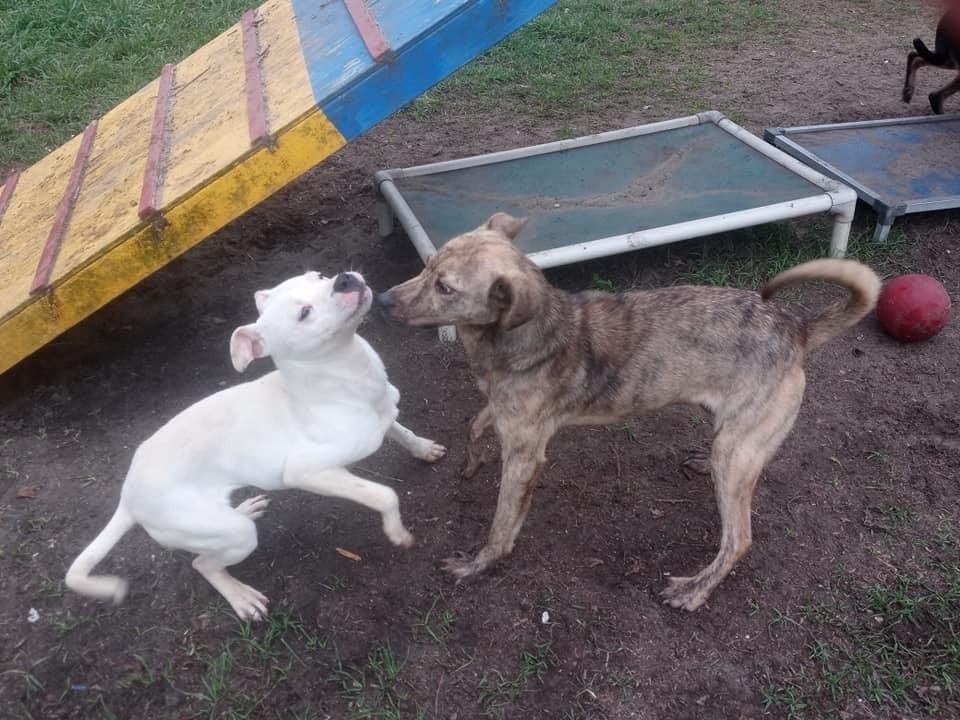 Enlarge Zelda, a Adoptable mixed breed in Ridgeland, SC image 5/5