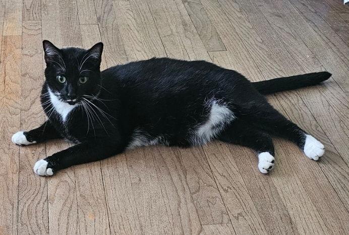 Mr Pringles, Adoptable, Young Male Domestic Short Hair.