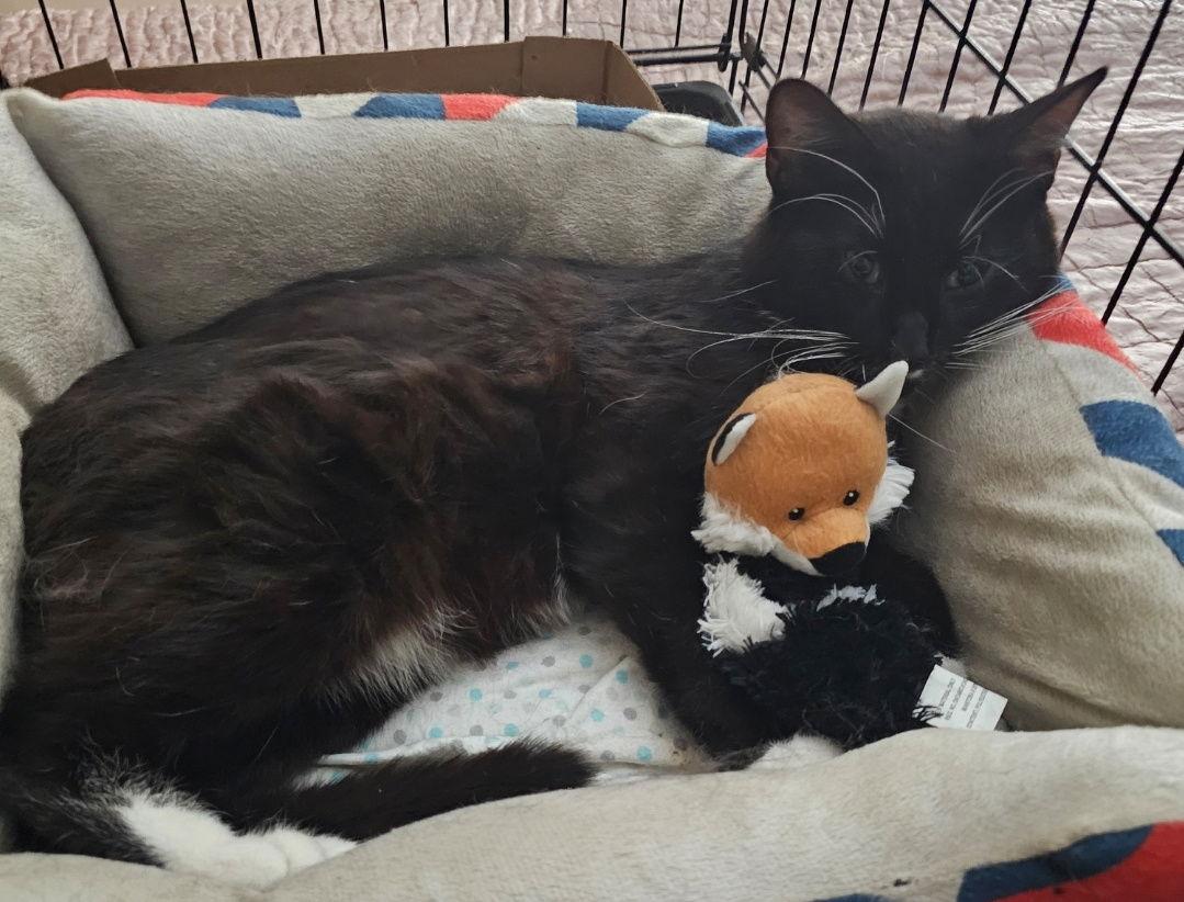 Enlarge Mr Pringles, a Adoptable Domestic Short Hair in Morganville, NJ image 2/3