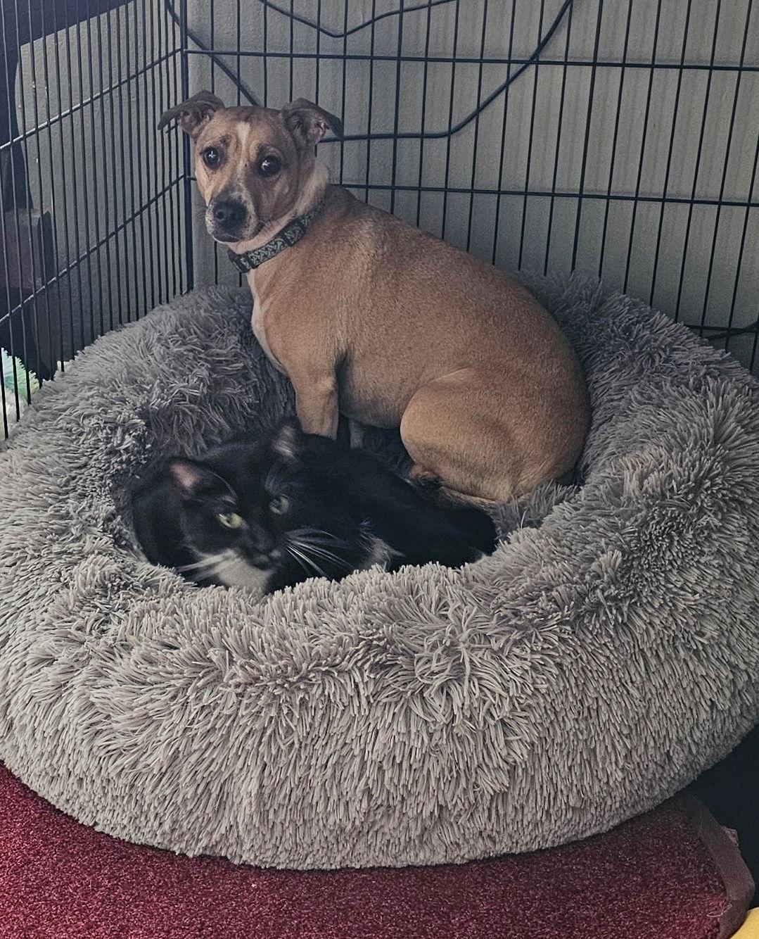 Enlarge Mr Pringles, a Adoptable Domestic Short Hair in Morganville, NJ image 3/3