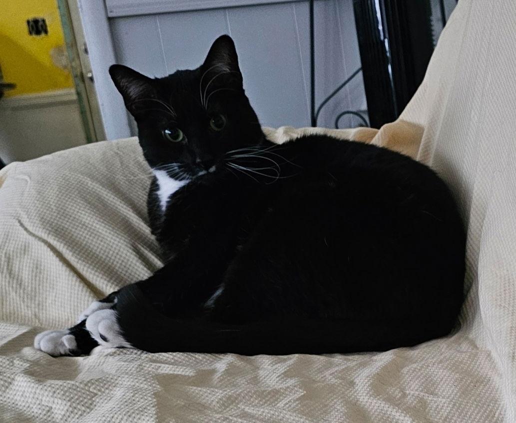 Enlarge Mr Pringles, a Adoptable Domestic Short Hair in Morganville, NJ image 3/3