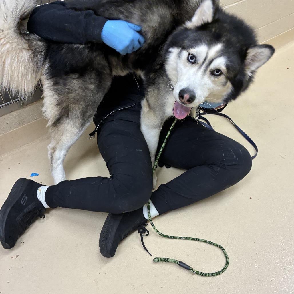 Nikita, Adoptable, Adult Male Mixed Breed.