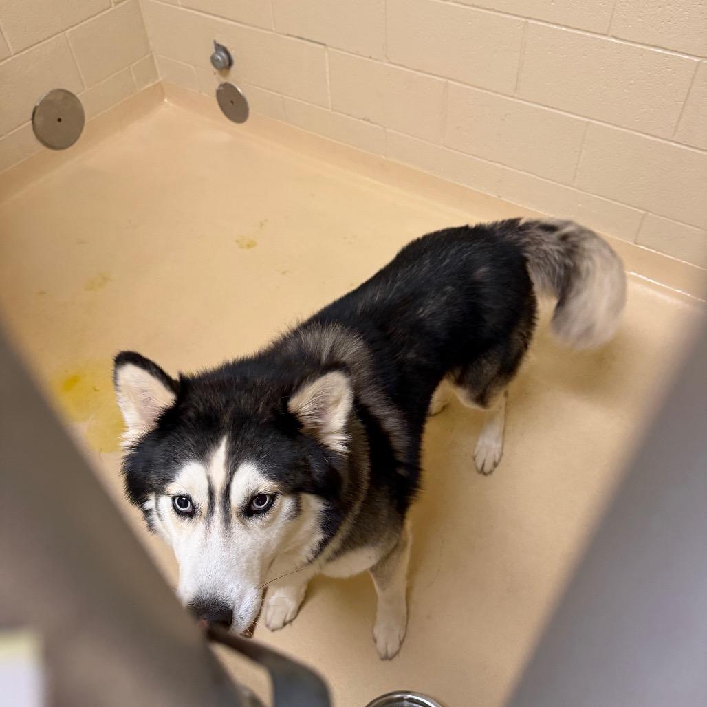 Enlarge Nikita, a Adoptable Mixed Breed in Winston-Salem, NC image 2/2