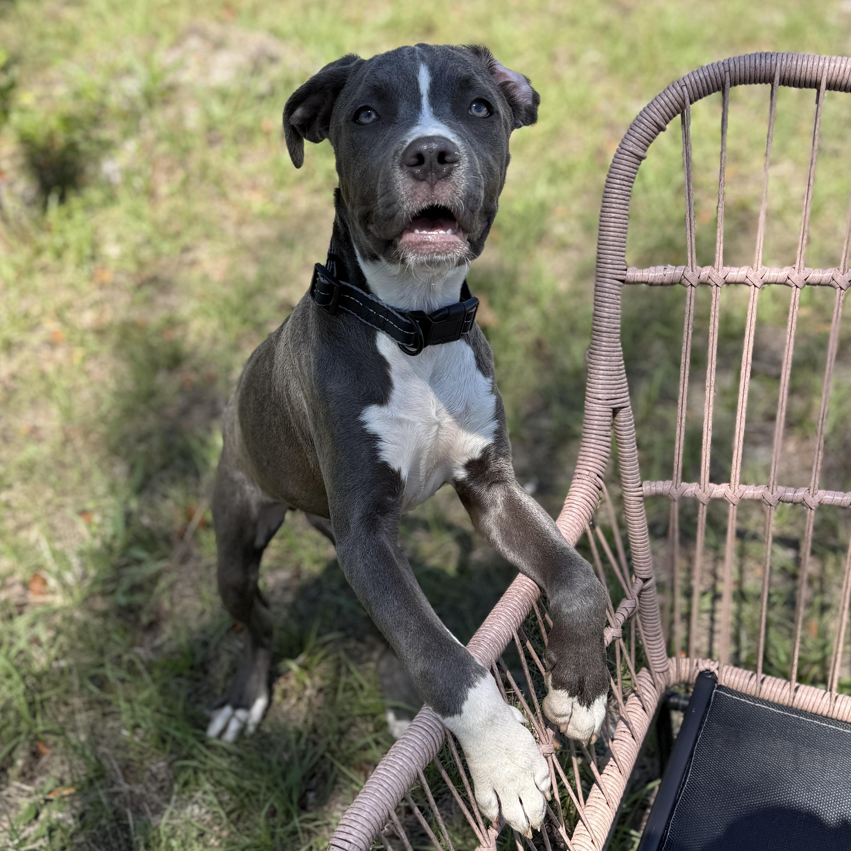 Enlarge Rose, a ADOPTABLE mixed breed in Deltona, FL image 2/4