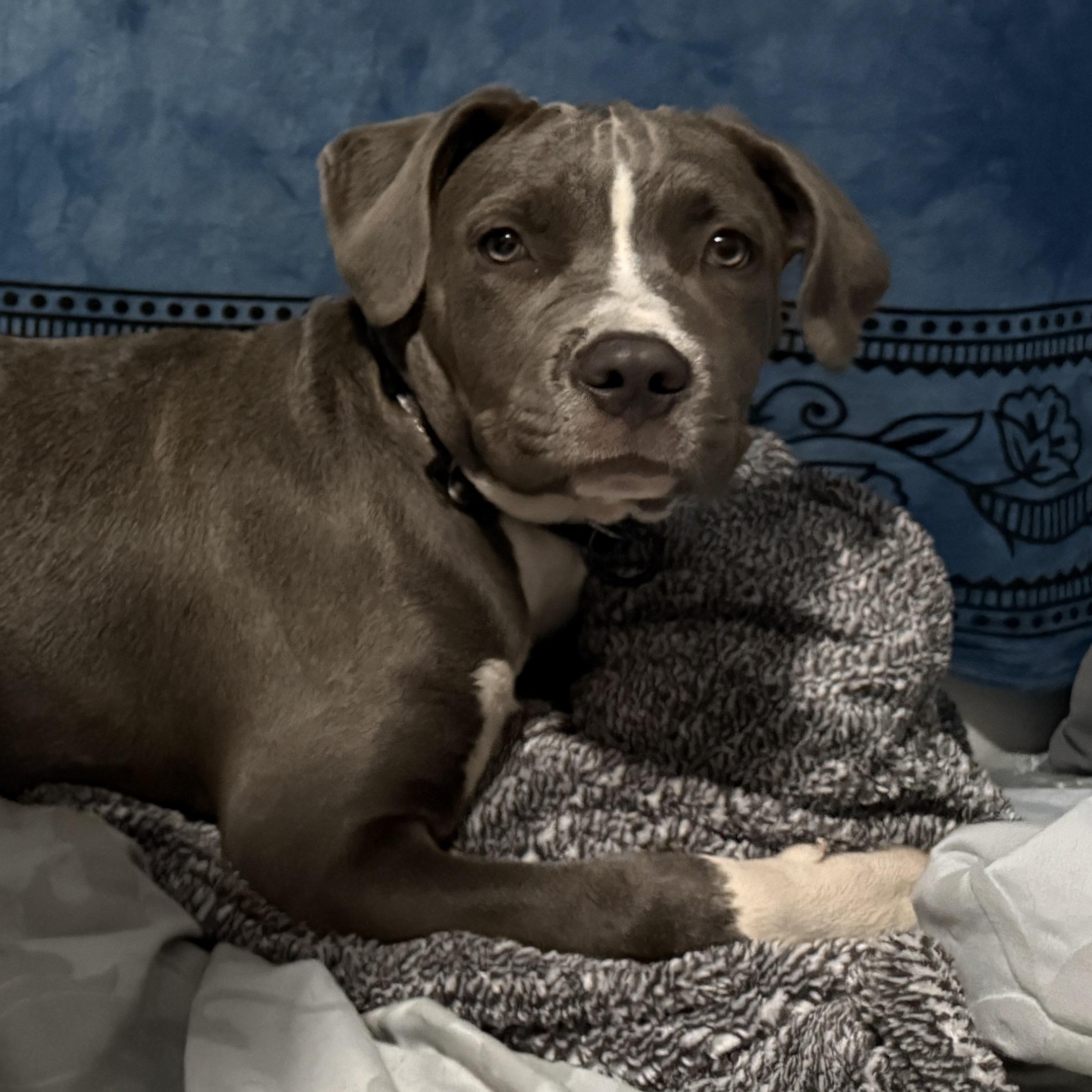 Enlarge Rose, a ADOPTABLE mixed breed in Deltona, FL image 4/4