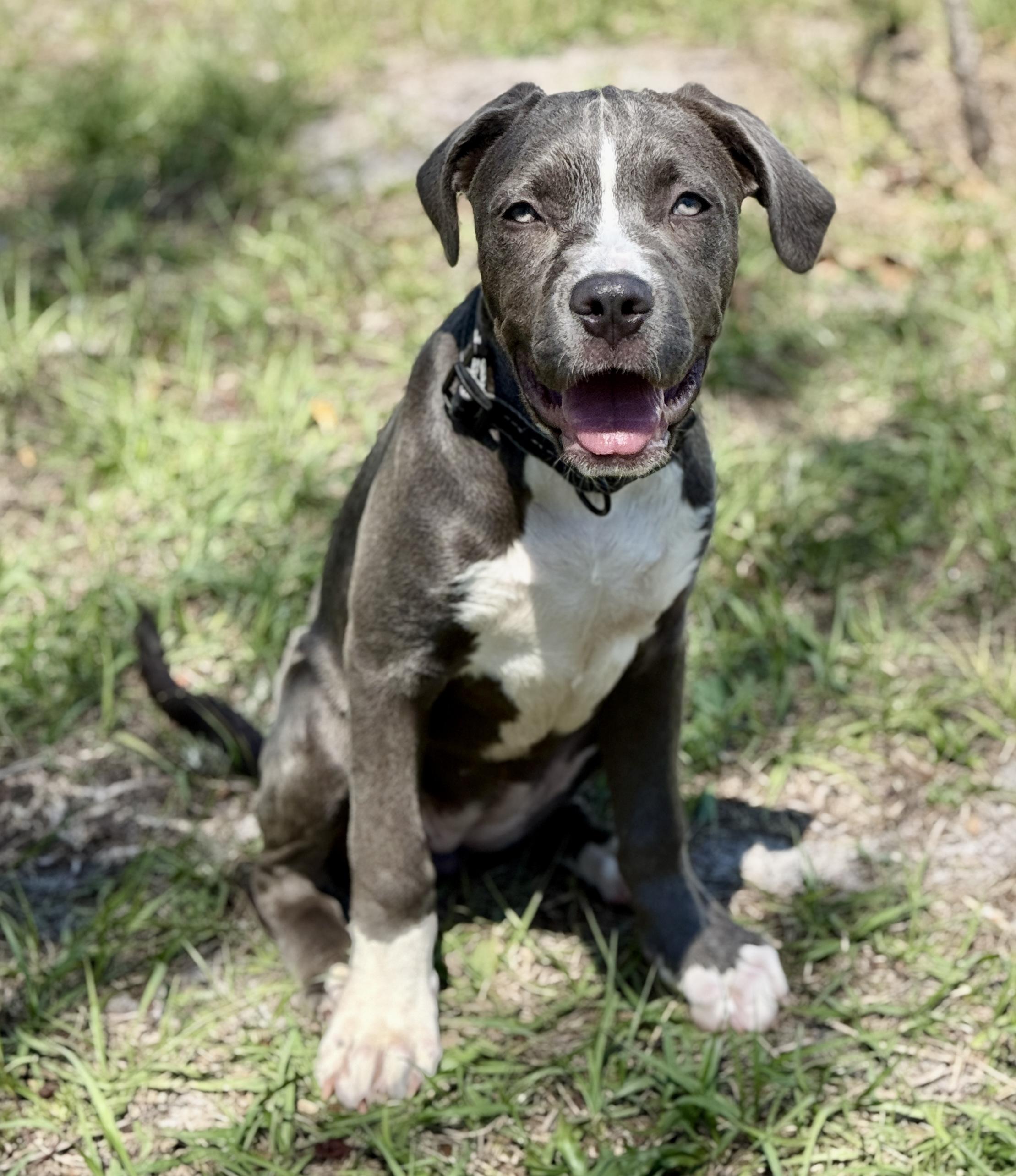 Enlarge Rose, a ADOPTABLE mixed breed in Deltona, FL image 3/4