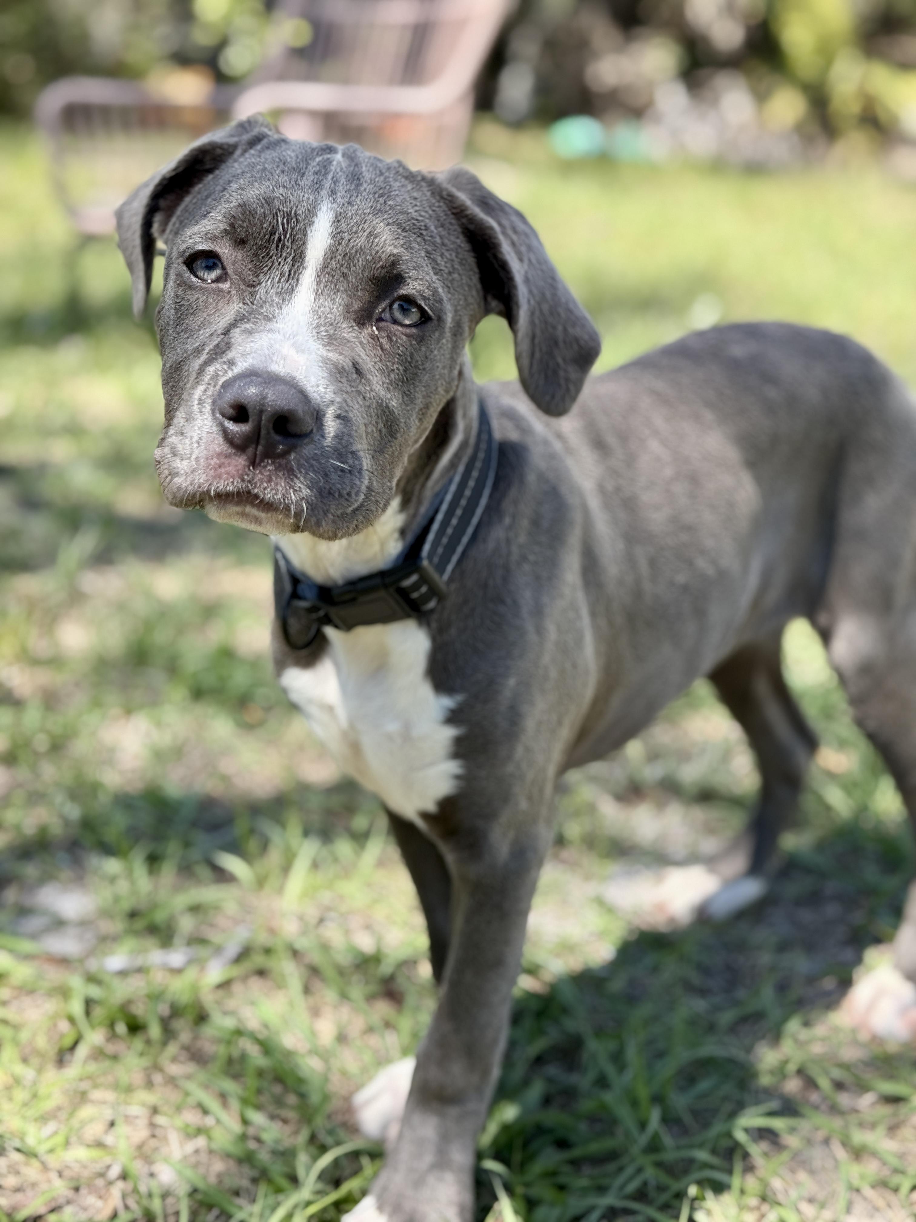 Rose, ADOPTABLE, Puppy Female American Bully & Cane Corso.