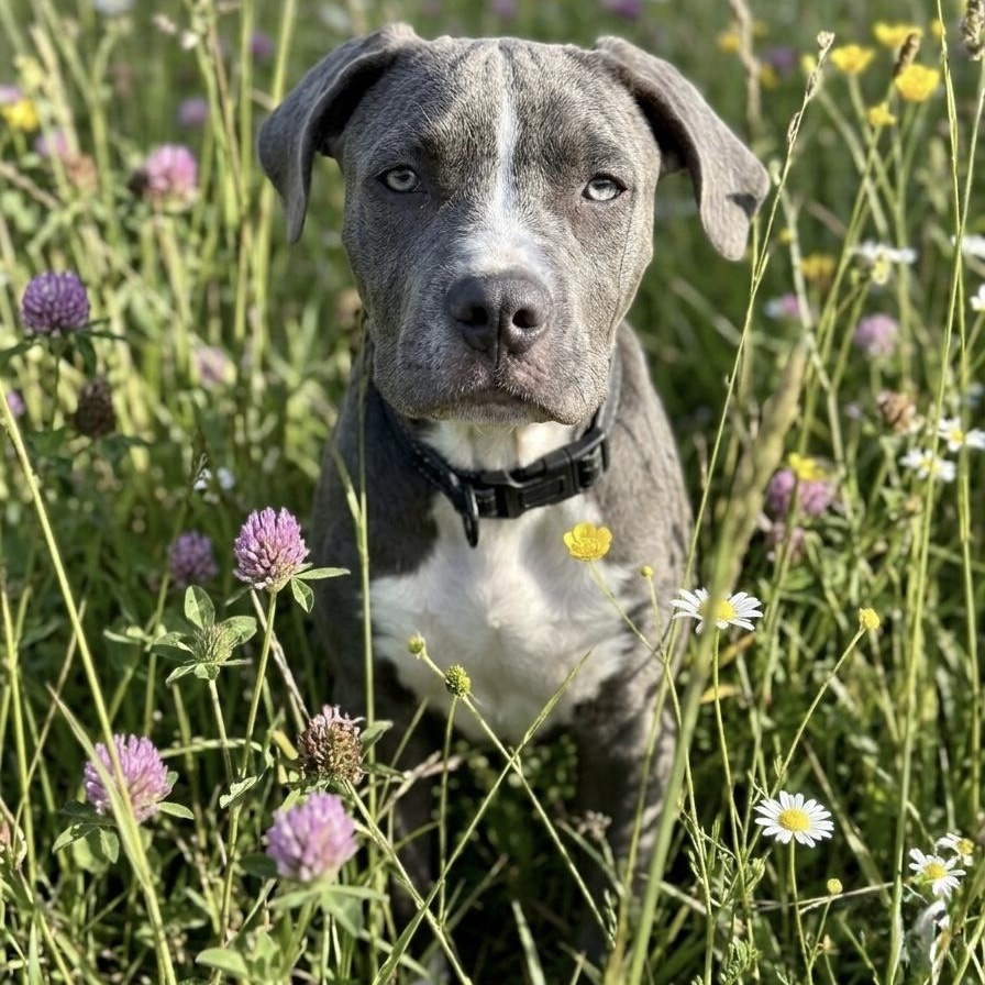 Enlarge Rose, an adoption pending mixed breed in Deltona, FL image 1/4