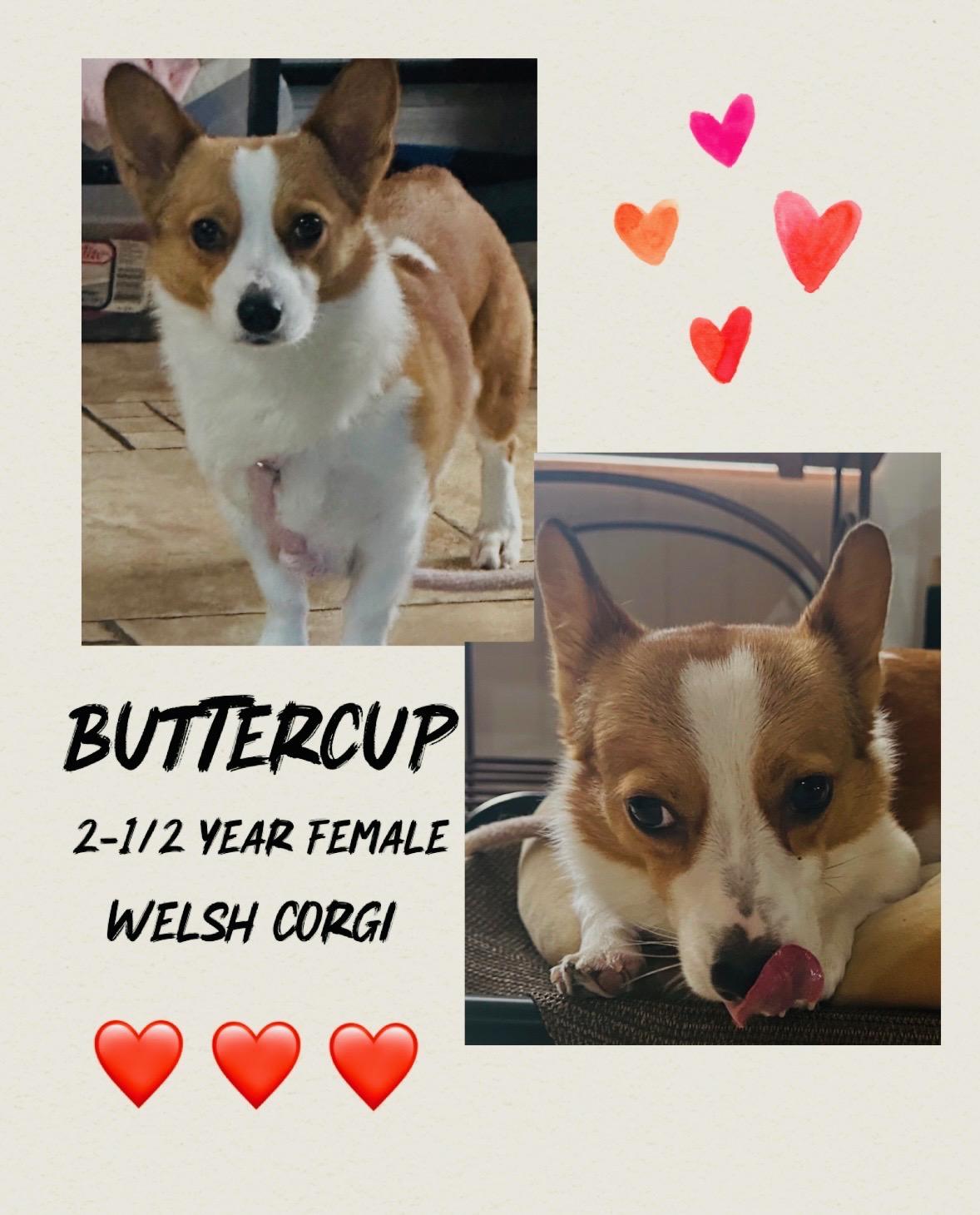 BUTTERCUP – 2-1/2 YEAR WELSH CORGI FEMALE@ PETCO, 5011 E. RAY ROAD, PHX 85044 ON SATURDAY, JAN. 17th, Adoptable, Adult Female Corgi.