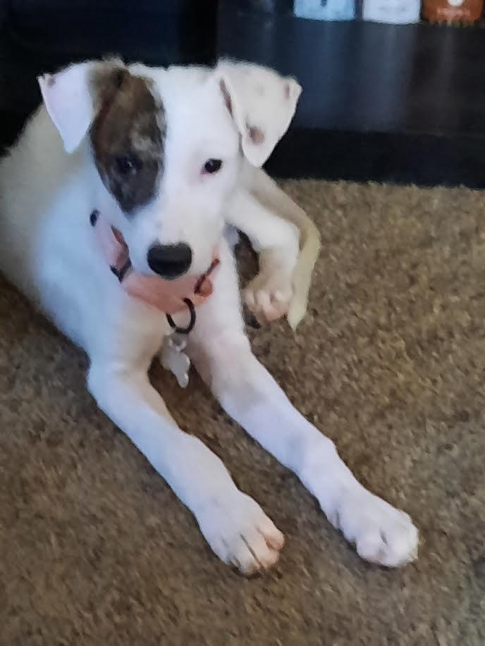 Enlarge Hannah, a Adoptable mixed breed in Plymouth, MN image 1/1