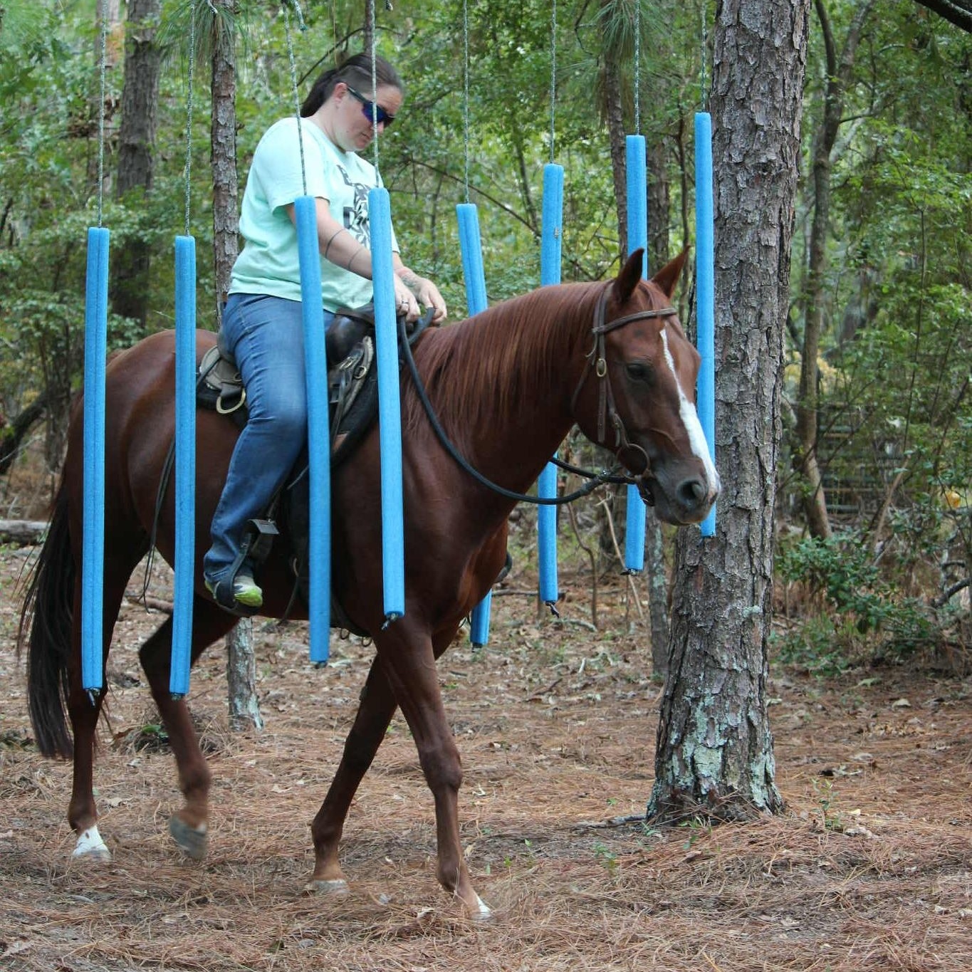 Enlarge Bella, an adoptable Paint / Pinto in Ellenboro, NC image 1/5