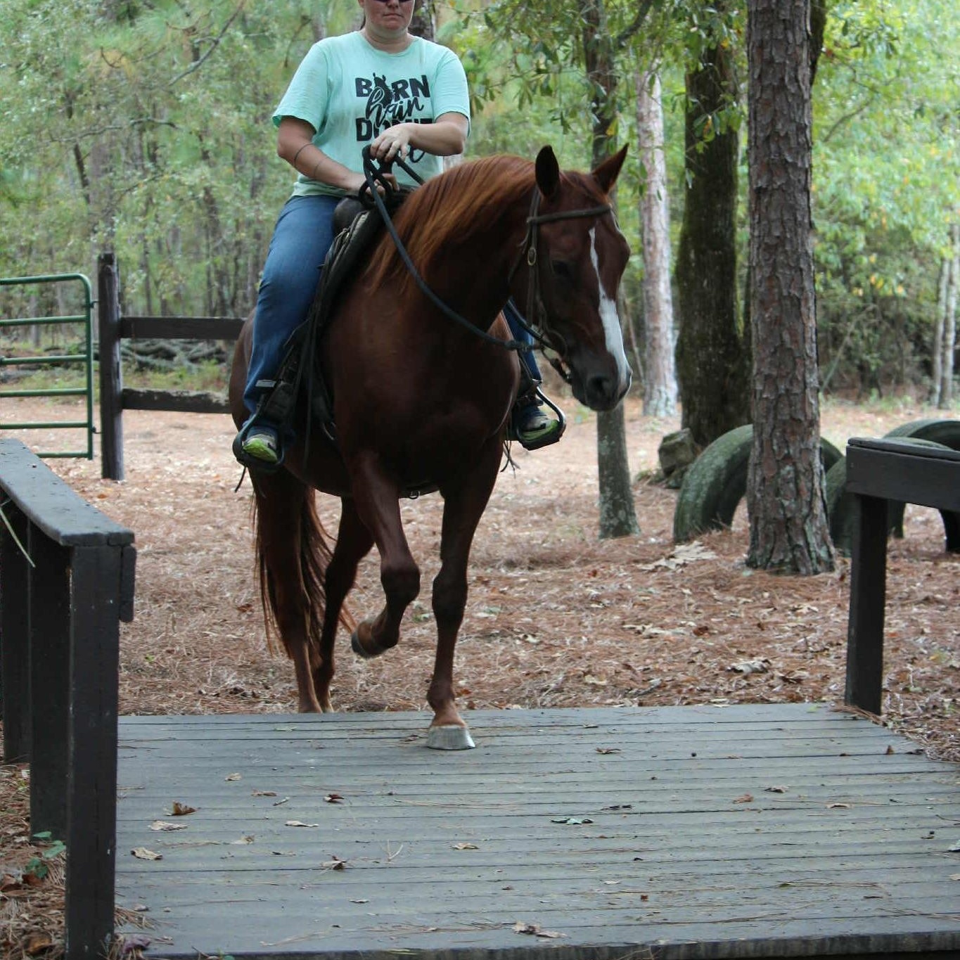 Enlarge Bella, an adoptable Paint / Pinto in Ellenboro, NC image 2/5