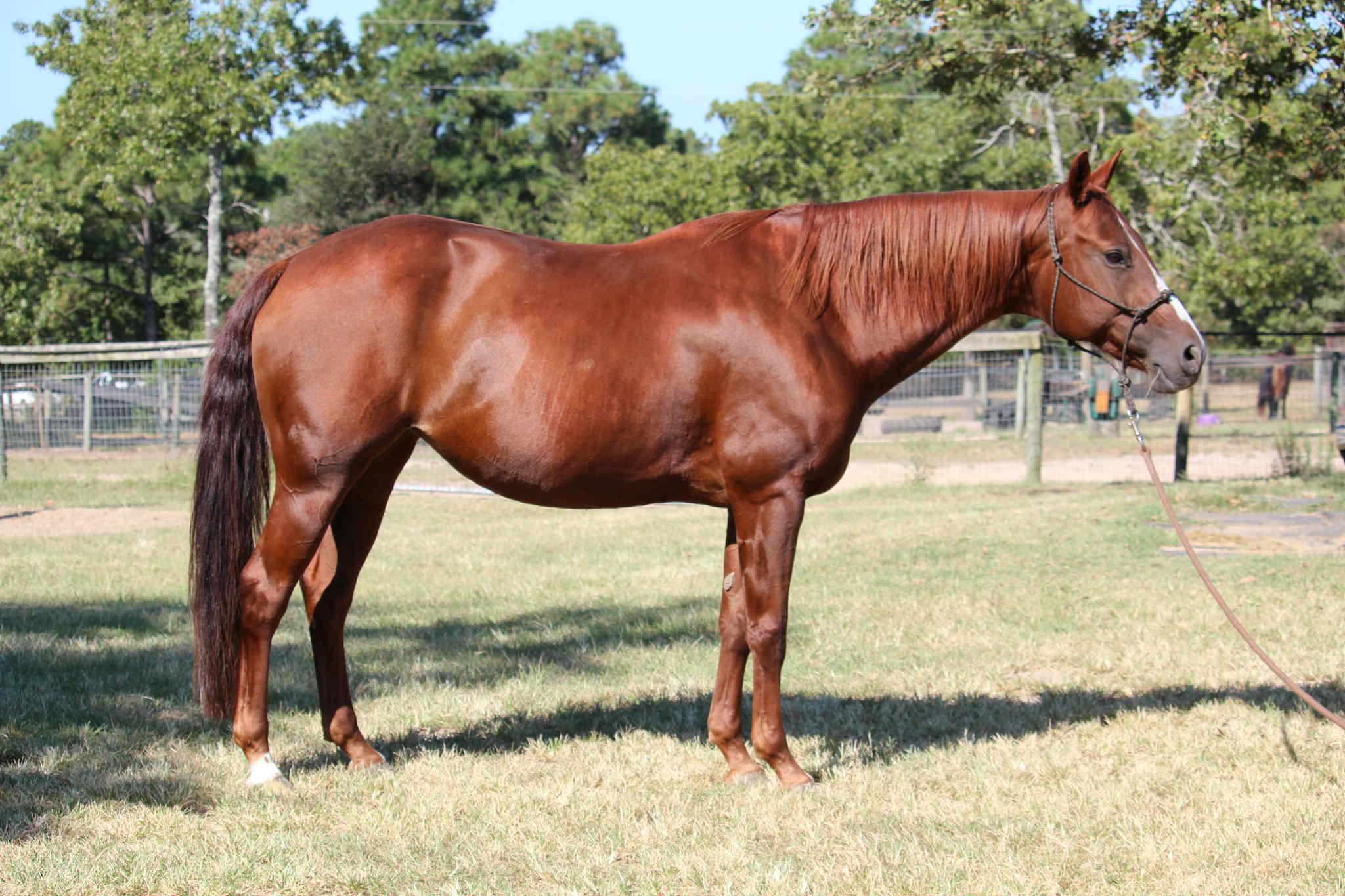 Enlarge Bella, an adoptable Paint / Pinto in Ellenboro, NC image 3/5