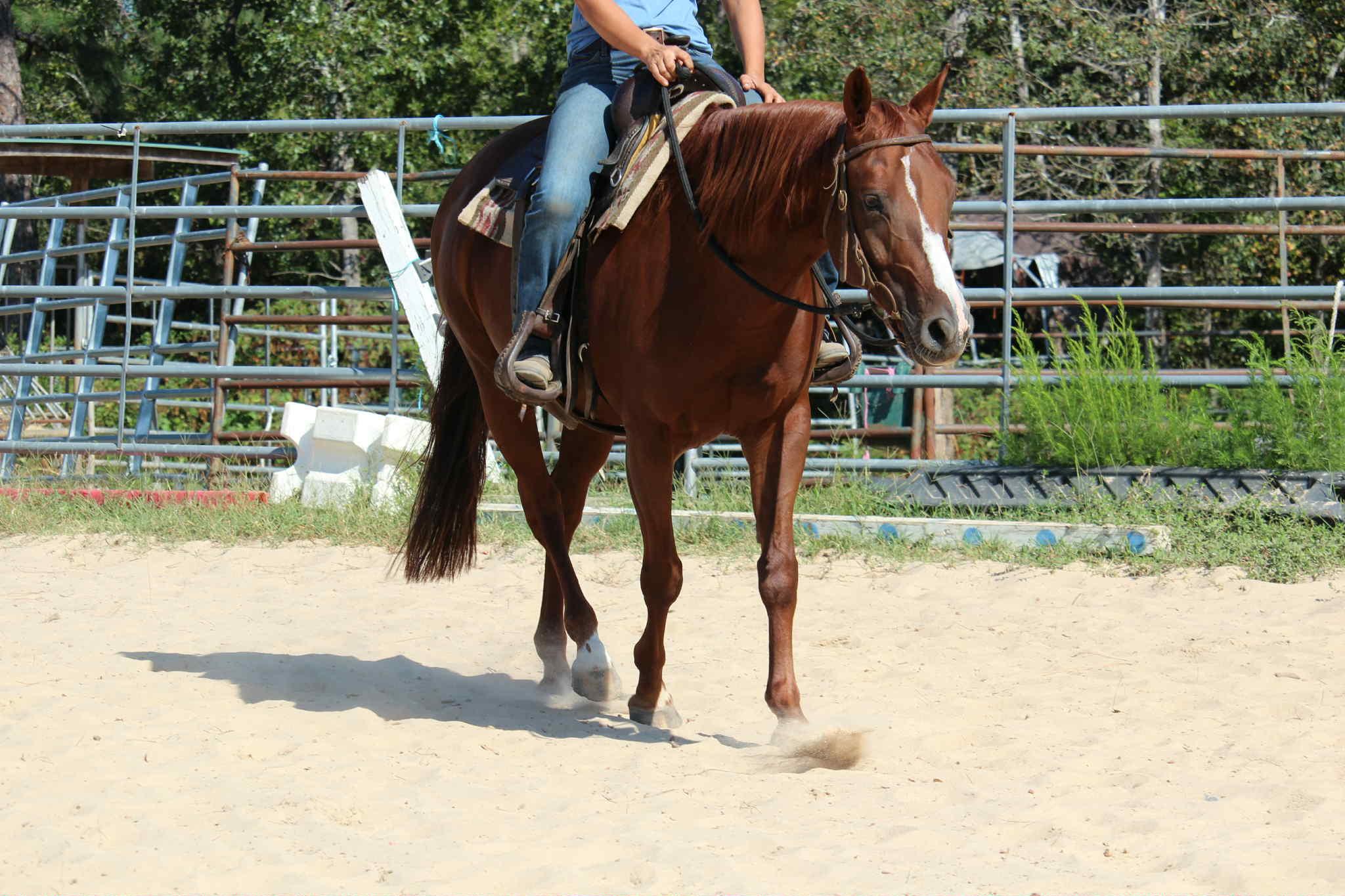 Enlarge Bella, an adoptable Paint / Pinto in Ellenboro, NC image 4/5