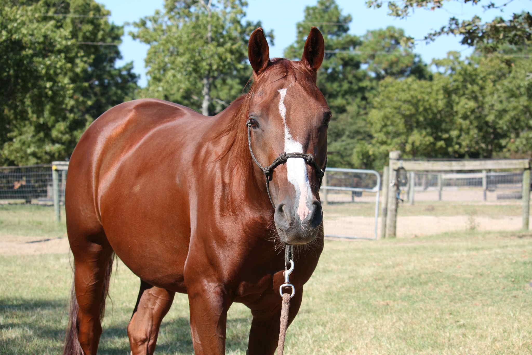 Enlarge Bella, an adoptable Paint / Pinto in Ellenboro, NC image 5/5