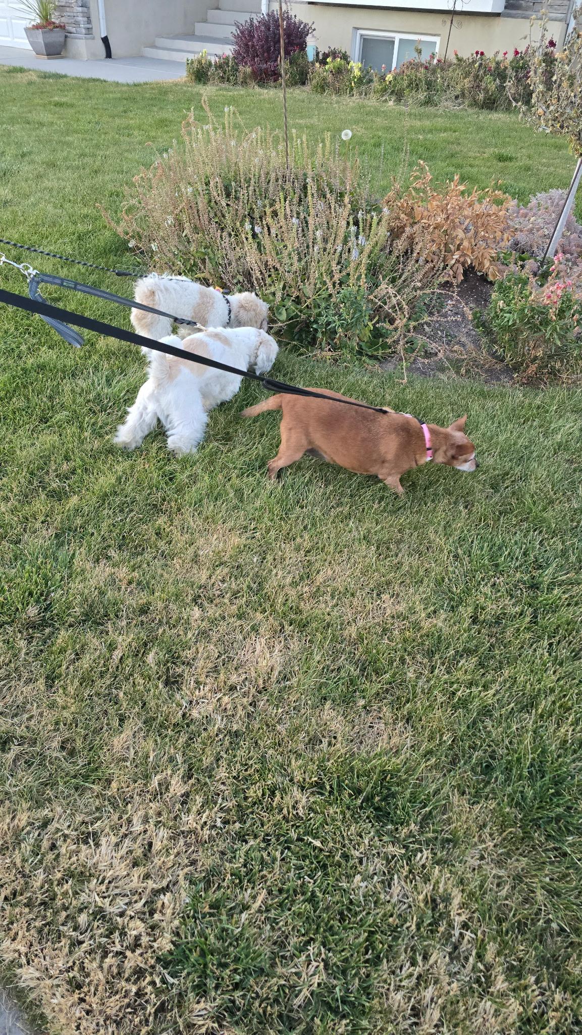 Missy, a Adoptable Chihuahua in Roy, UT image 4/6