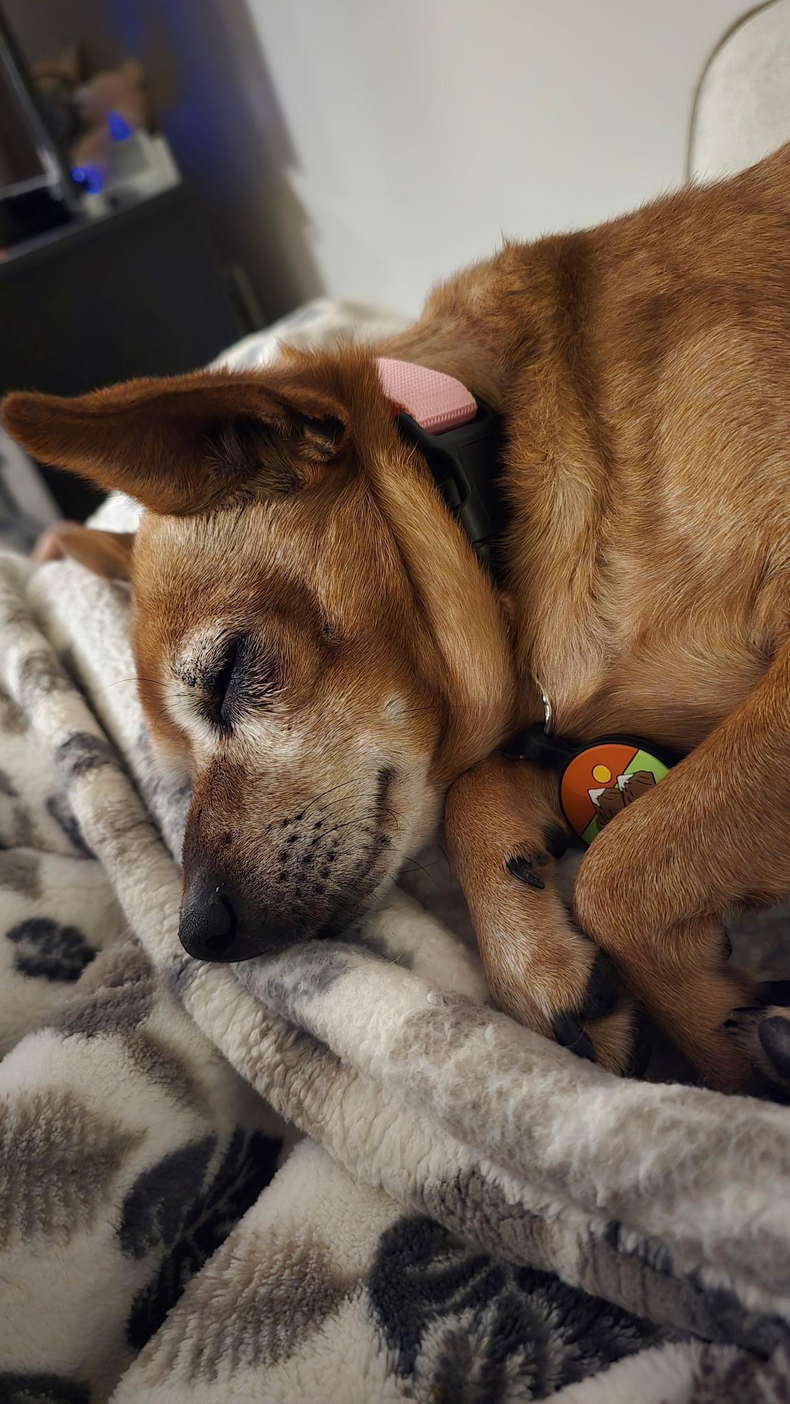 Missy, a Adoptable Chihuahua in Roy, UT image 5/6