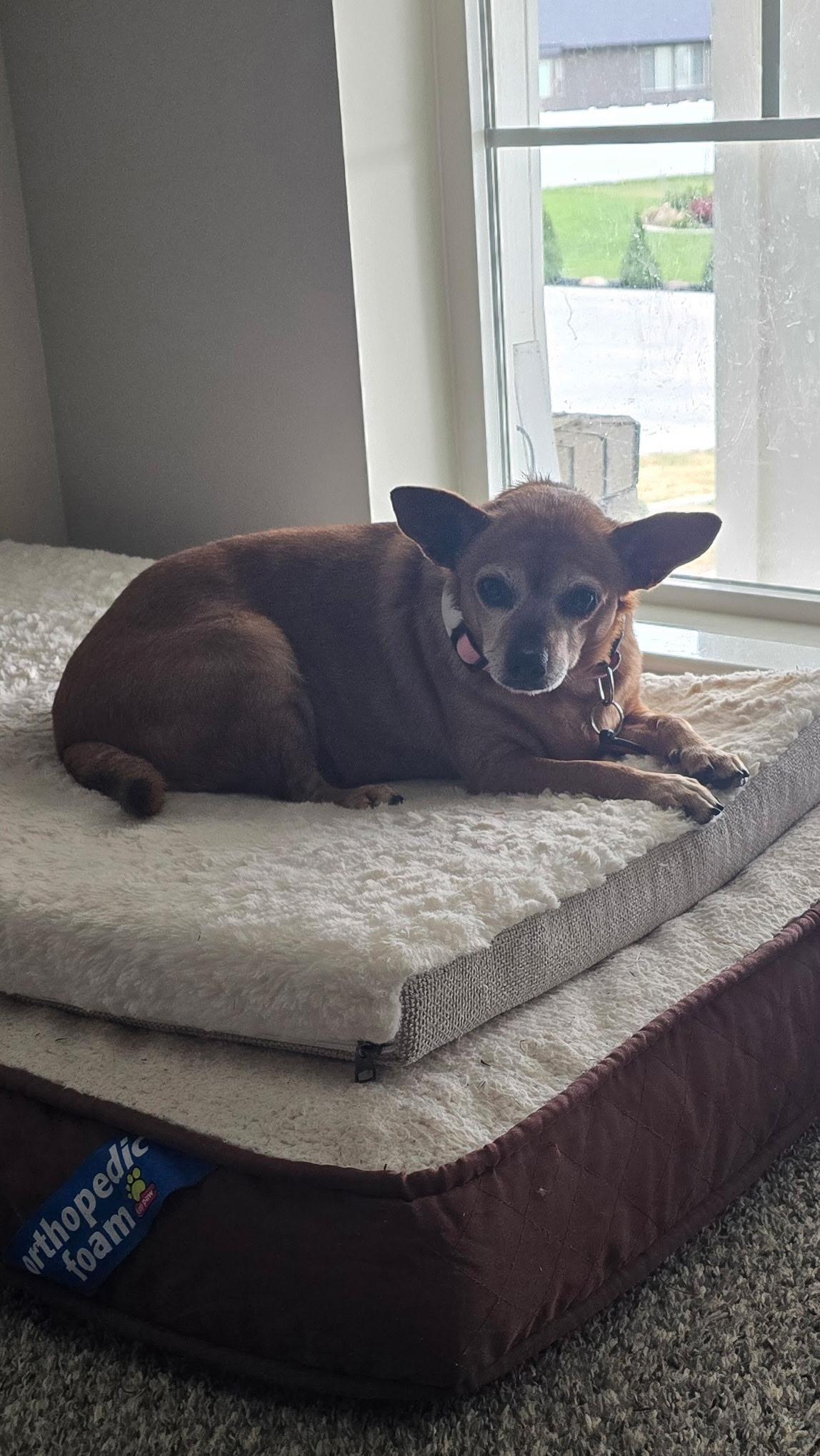 Missy, a Adoptable Chihuahua in Roy, UT image 2/6