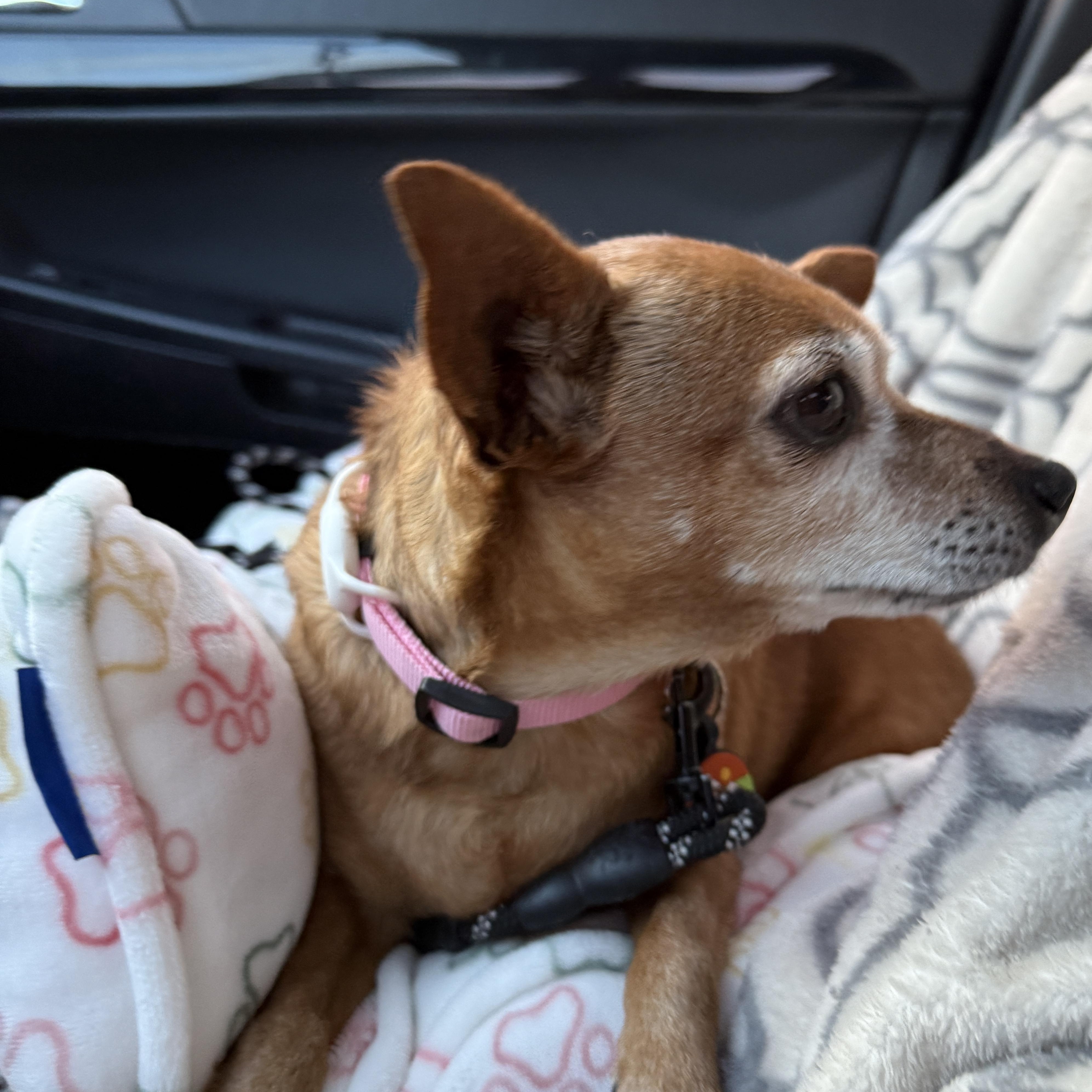 Missy, a Adoptable Chihuahua in Roy, UT image 6/6