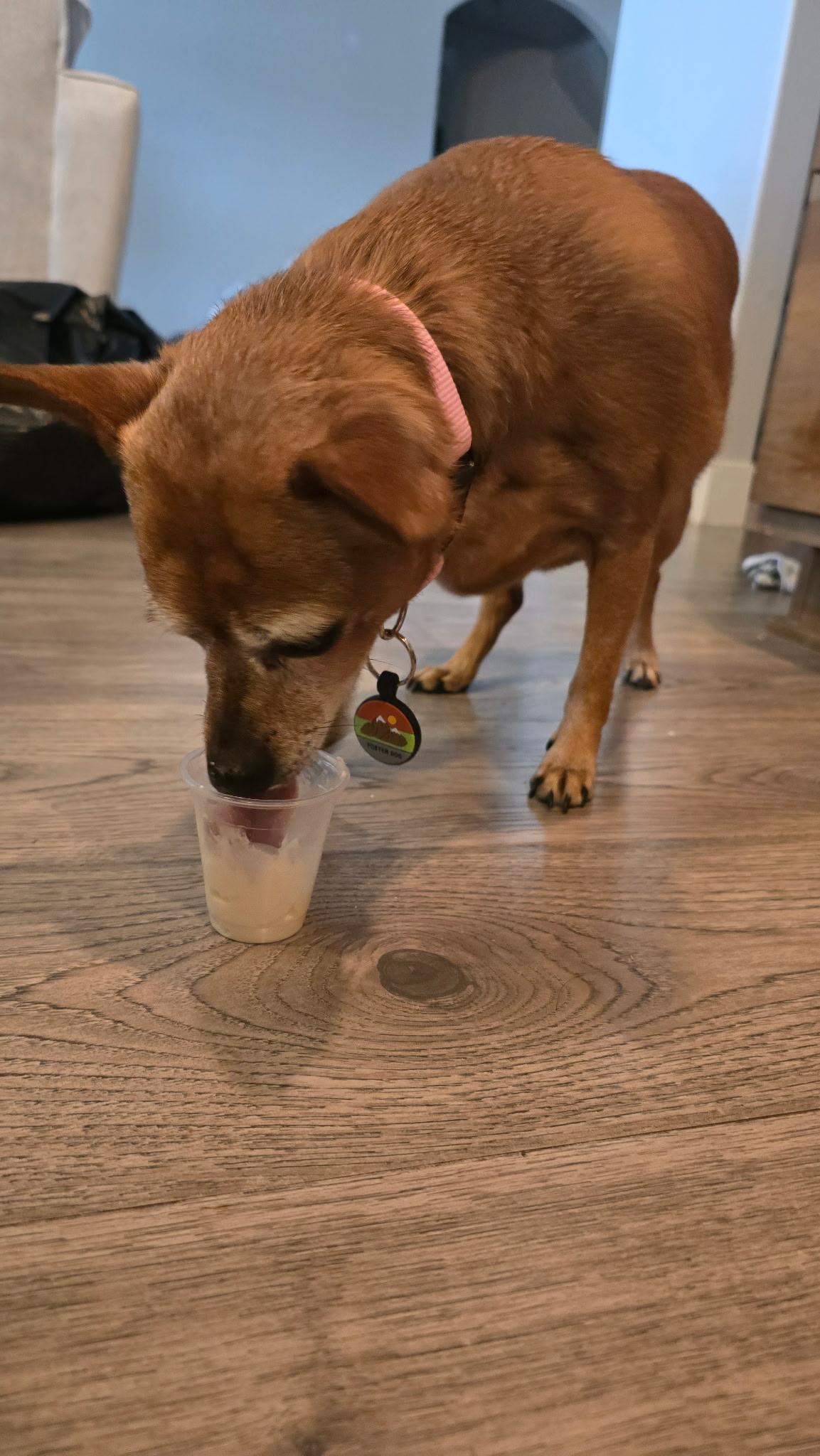 Missy, a Adoptable Chihuahua in Roy, UT image 3/6