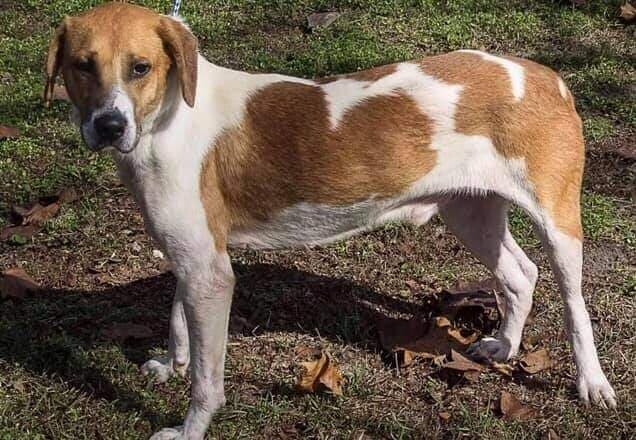 Enlarge Karma, a Adoptable Hound in Lorida, FL image 1/3