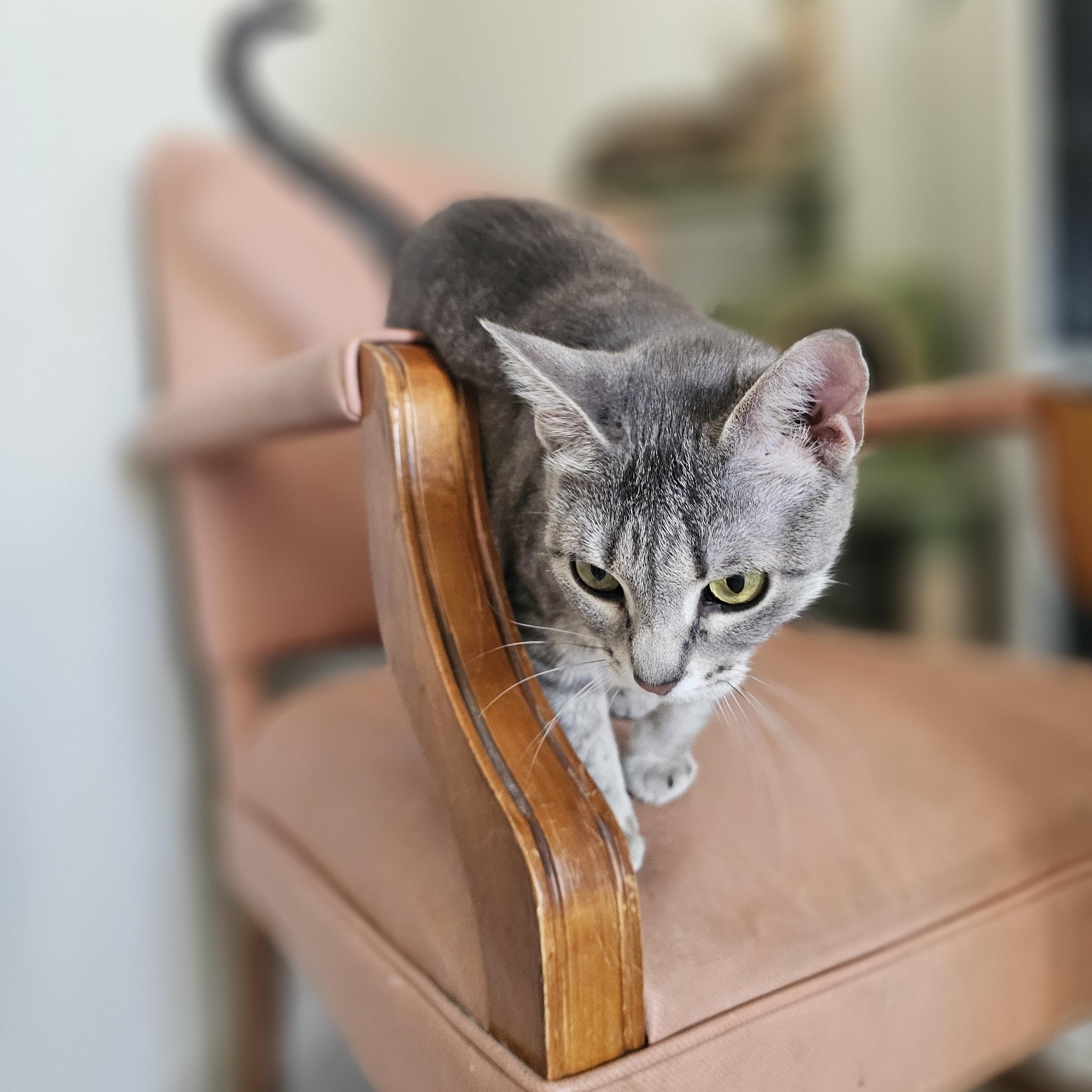 Nikkia, adopted, Adult Female Domestic Short Hair.