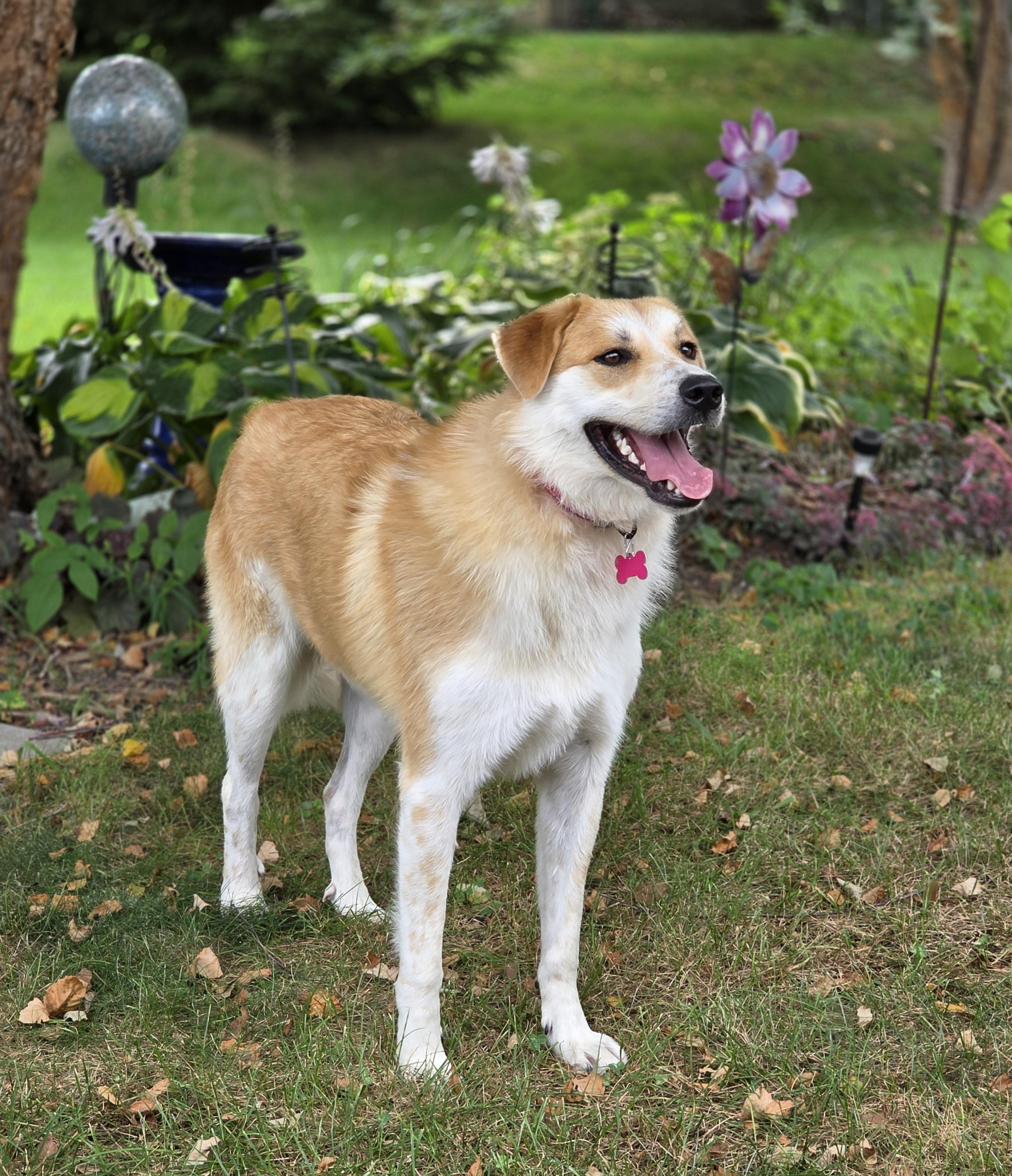 Enlarge Molly, a Adoptable mixed breed in Lisbon, IA image 2/6