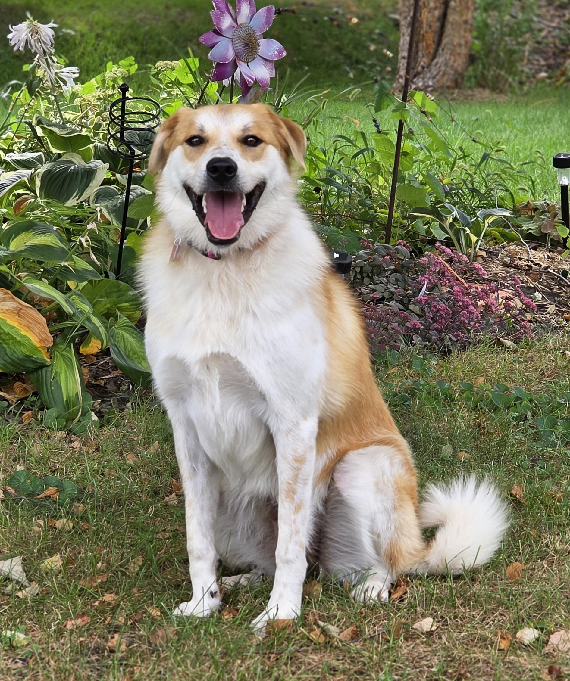Enlarge Molly, a Adoptable mixed breed in Lisbon, IA image 3/6