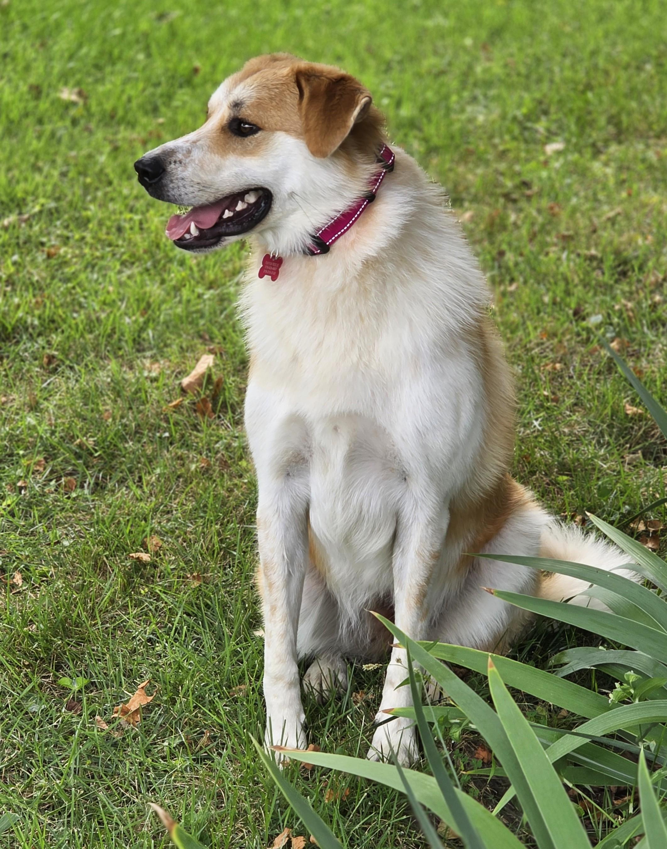 Enlarge Molly, a Adoptable mixed breed in Lisbon, IA image 5/6