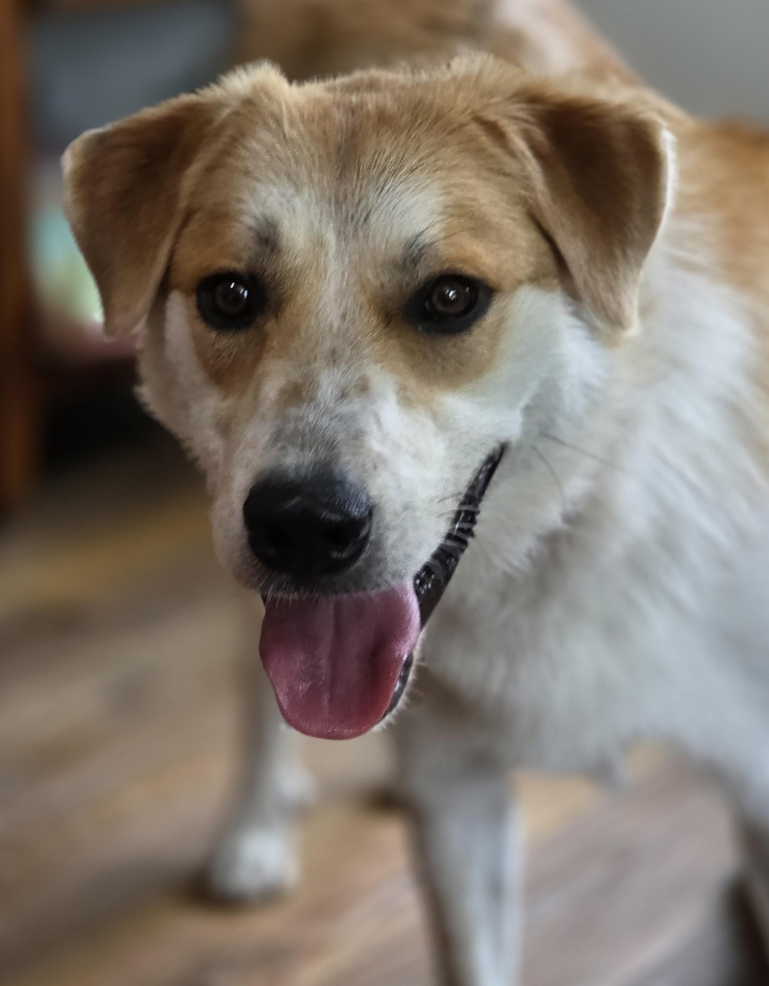 Enlarge Molly, a Adoptable mixed breed in Lisbon, IA image 4/6