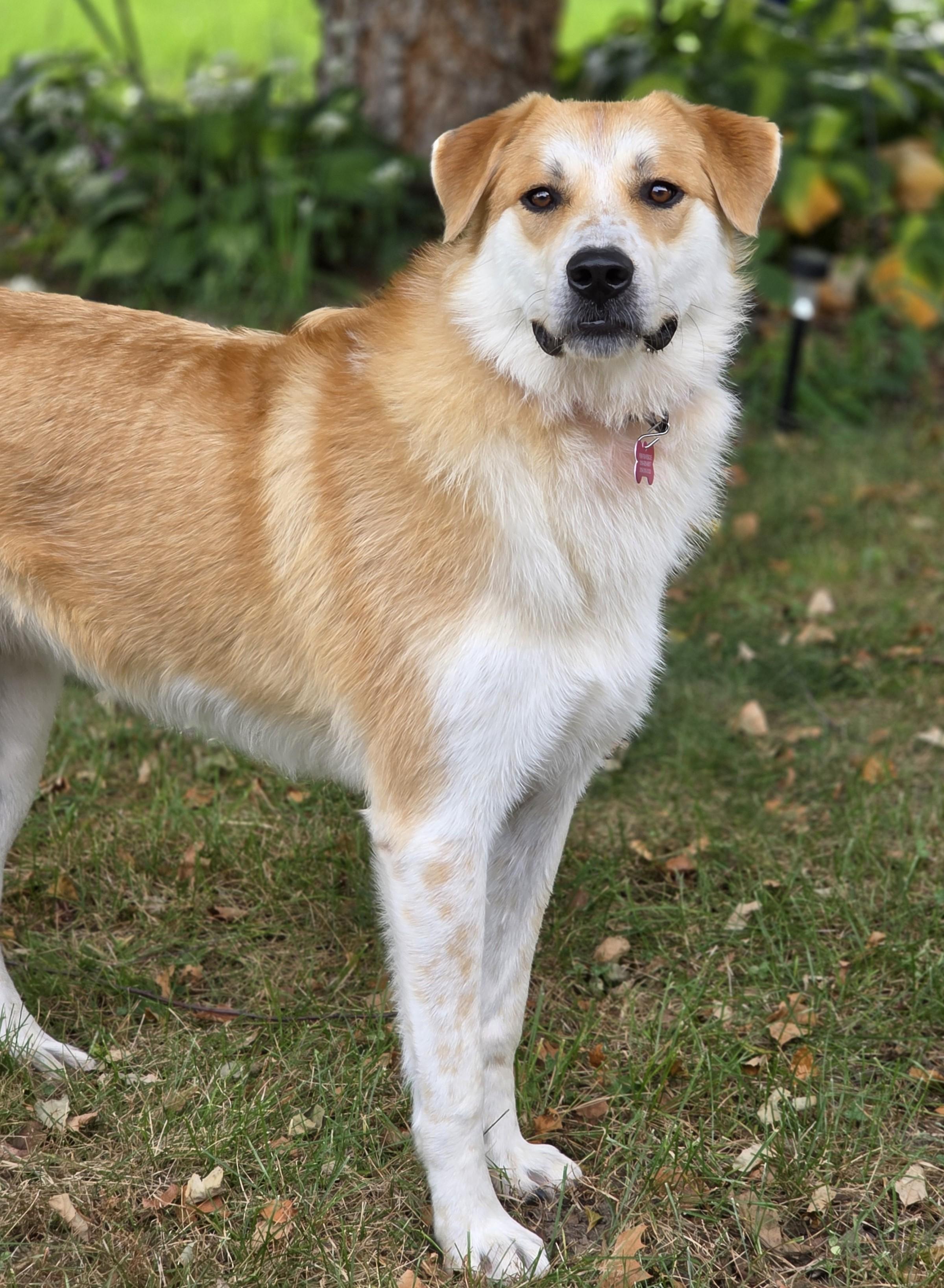 Enlarge Molly, a Adoptable mixed breed in Lisbon, IA image 1/6