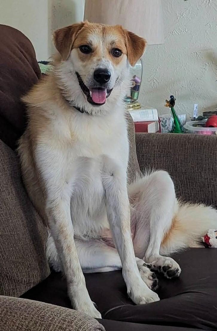 Enlarge Molly, a Adoptable mixed breed in Lisbon, IA image 6/6