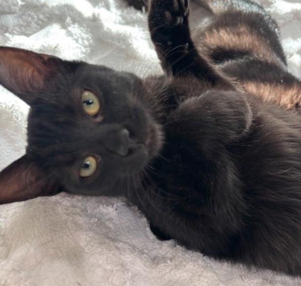 Hocus & Pocus, Adoptable, Young Male Bombay.