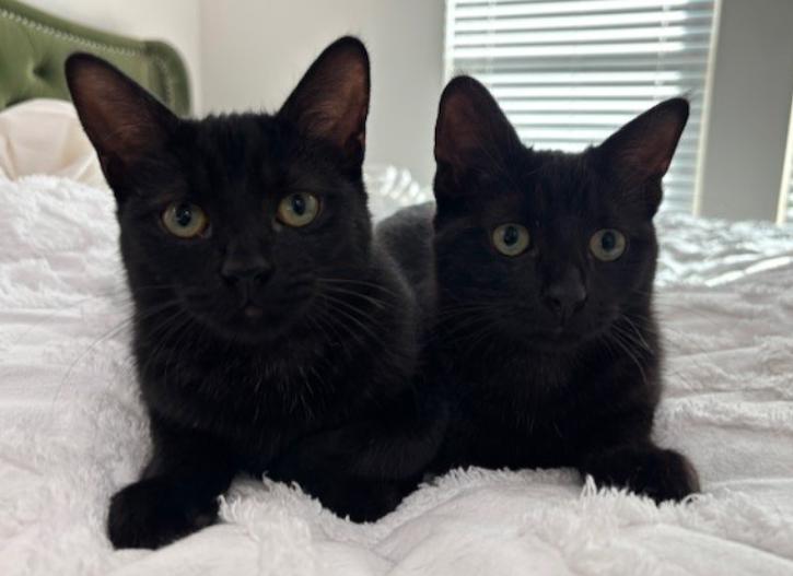 Enlarge Hocus & Pocus, a Adopted Bombay in Magnolia Springs, AL image 2/3