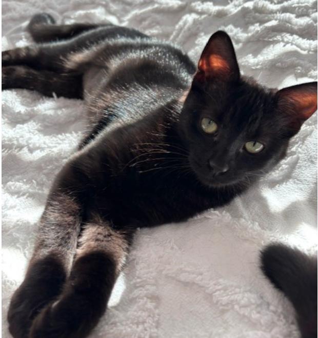 Enlarge Hocus & Pocus, a Adopted Bombay in Magnolia Springs, AL image 3/3