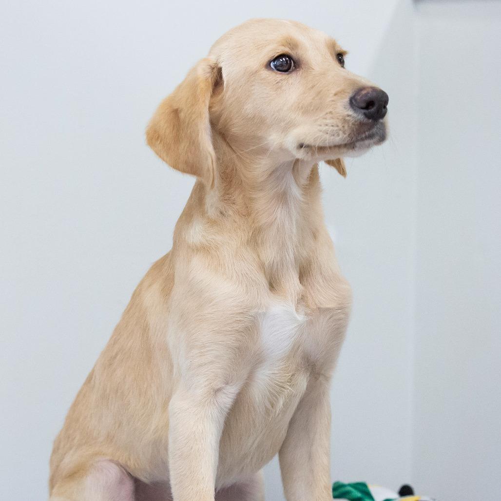 Enlarge Rose, a Adoptable Mixed Breed in Cartersville, GA image 1/4