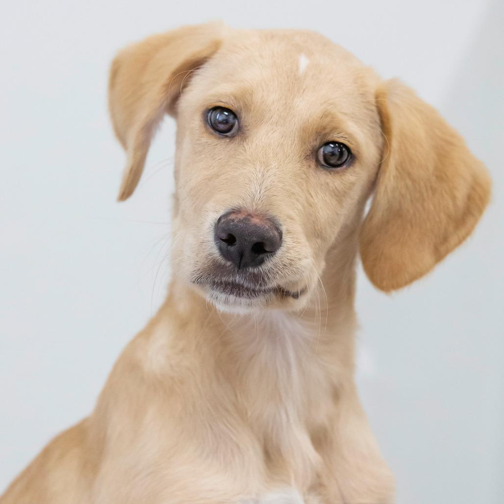 Enlarge Rose, a Adoptable Mixed Breed in Cartersville, GA image 2/4