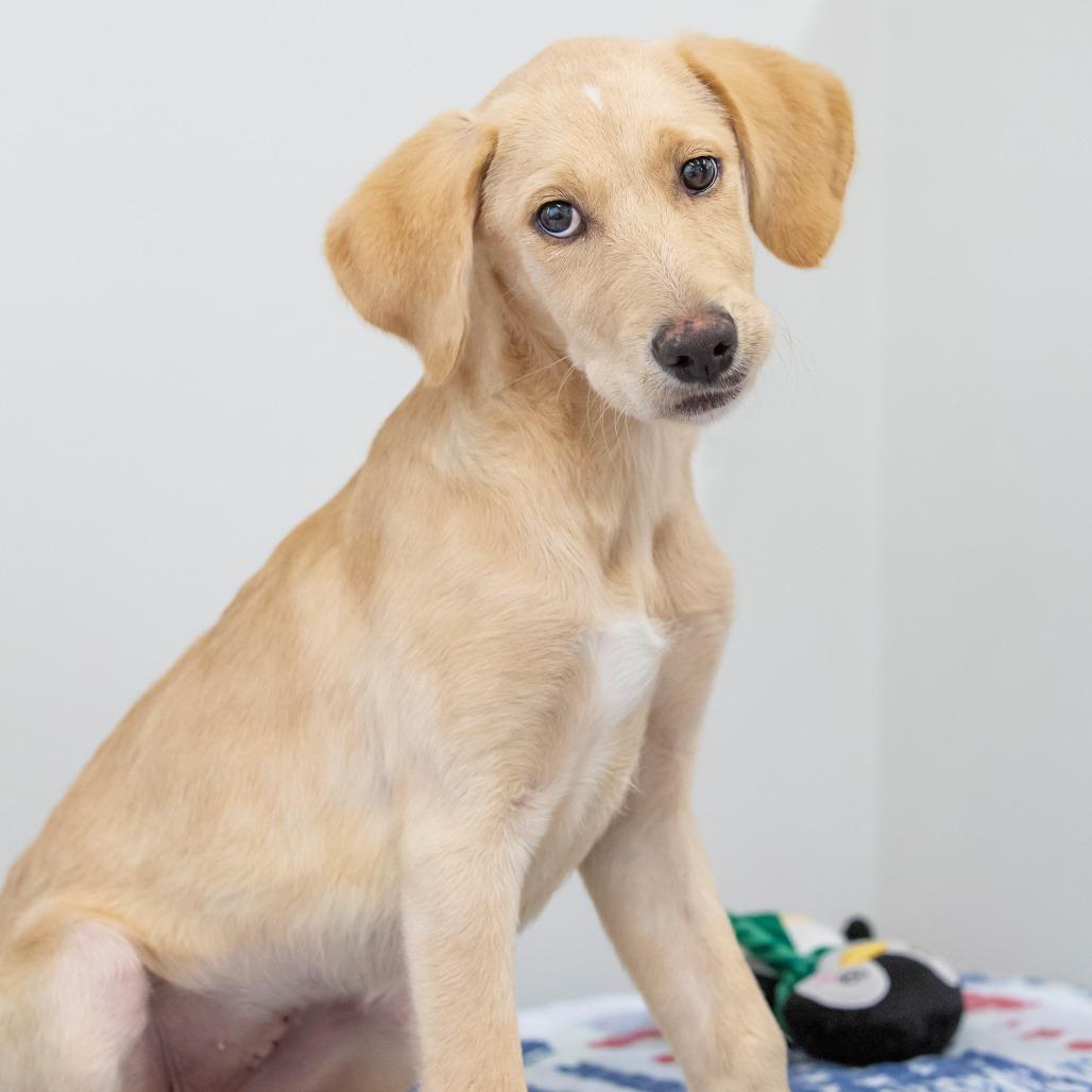 Enlarge Rose, a Adoptable Mixed Breed in Cartersville, GA image 3/4