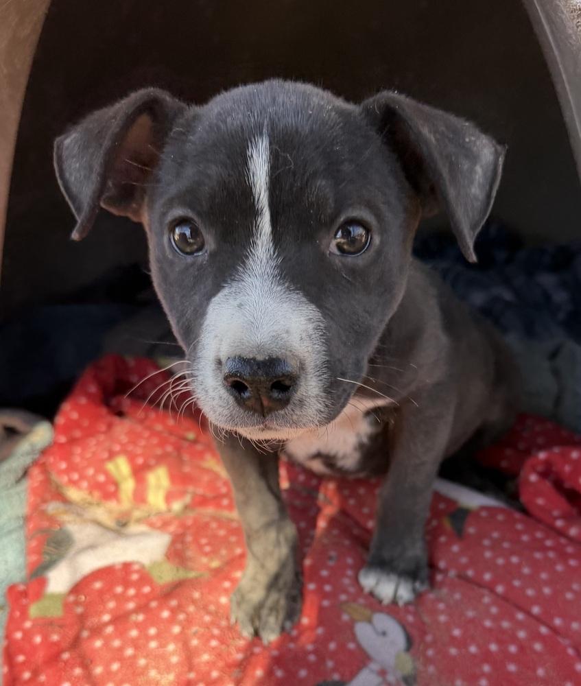 Belle, Adoptable, Puppy Female American Staffordshire Terrier.