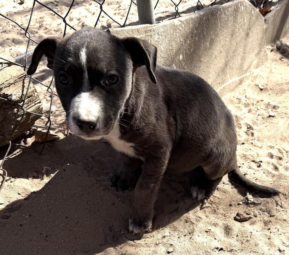 Enlarge Belle, a Adoptable mixed breed in Seguin, TX image 1/1