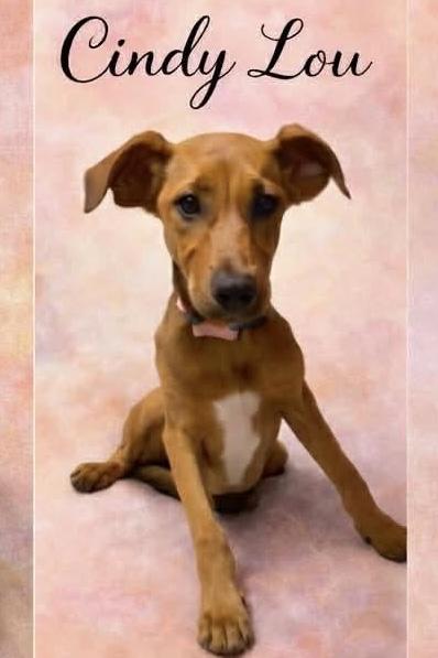 Enlarge Cindy Lou, a ADOPTABLE mixed breed in East Haddam, CT image 1/4