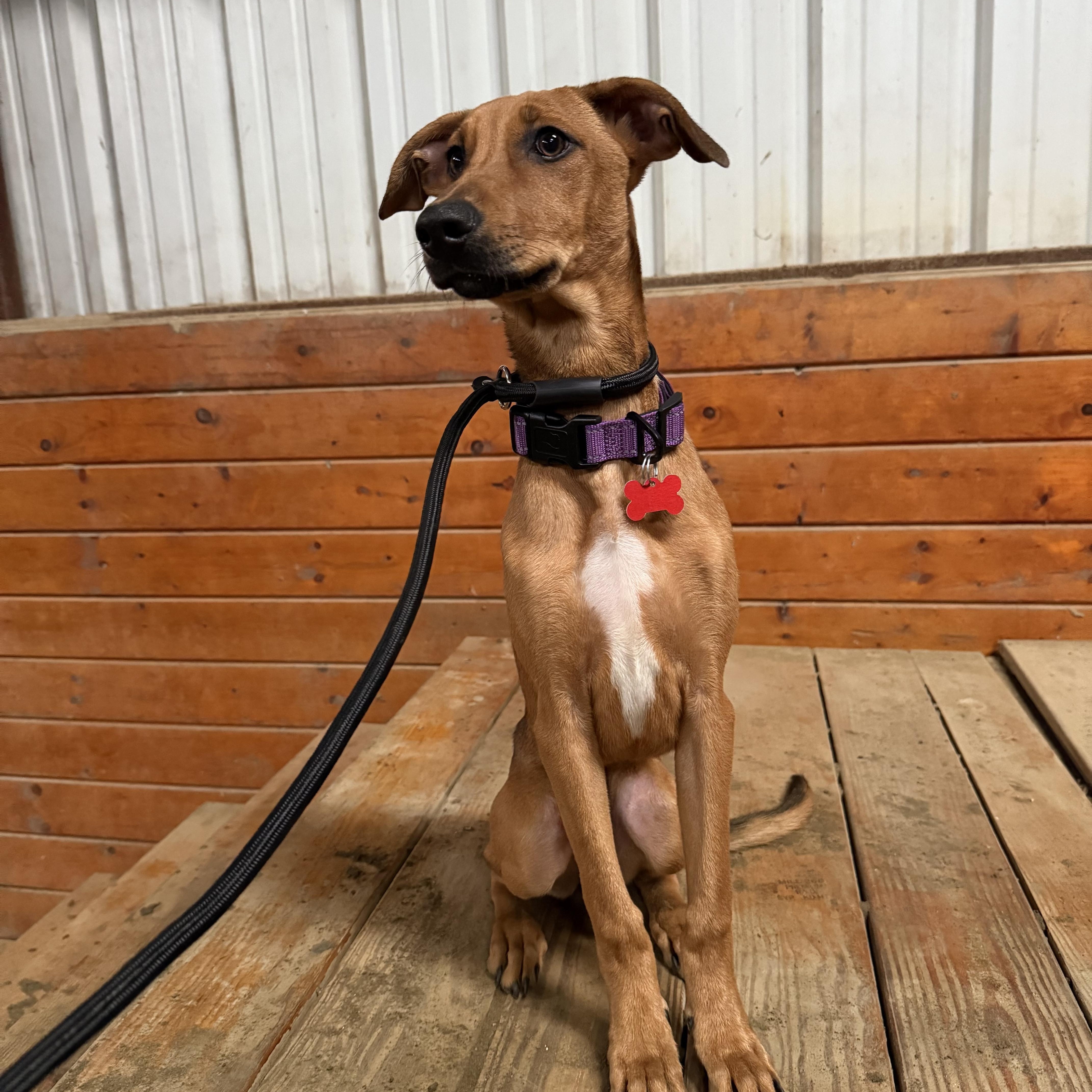 Enlarge Cindy Lou, a ADOPTABLE mixed breed in East Haddam, CT image 4/4