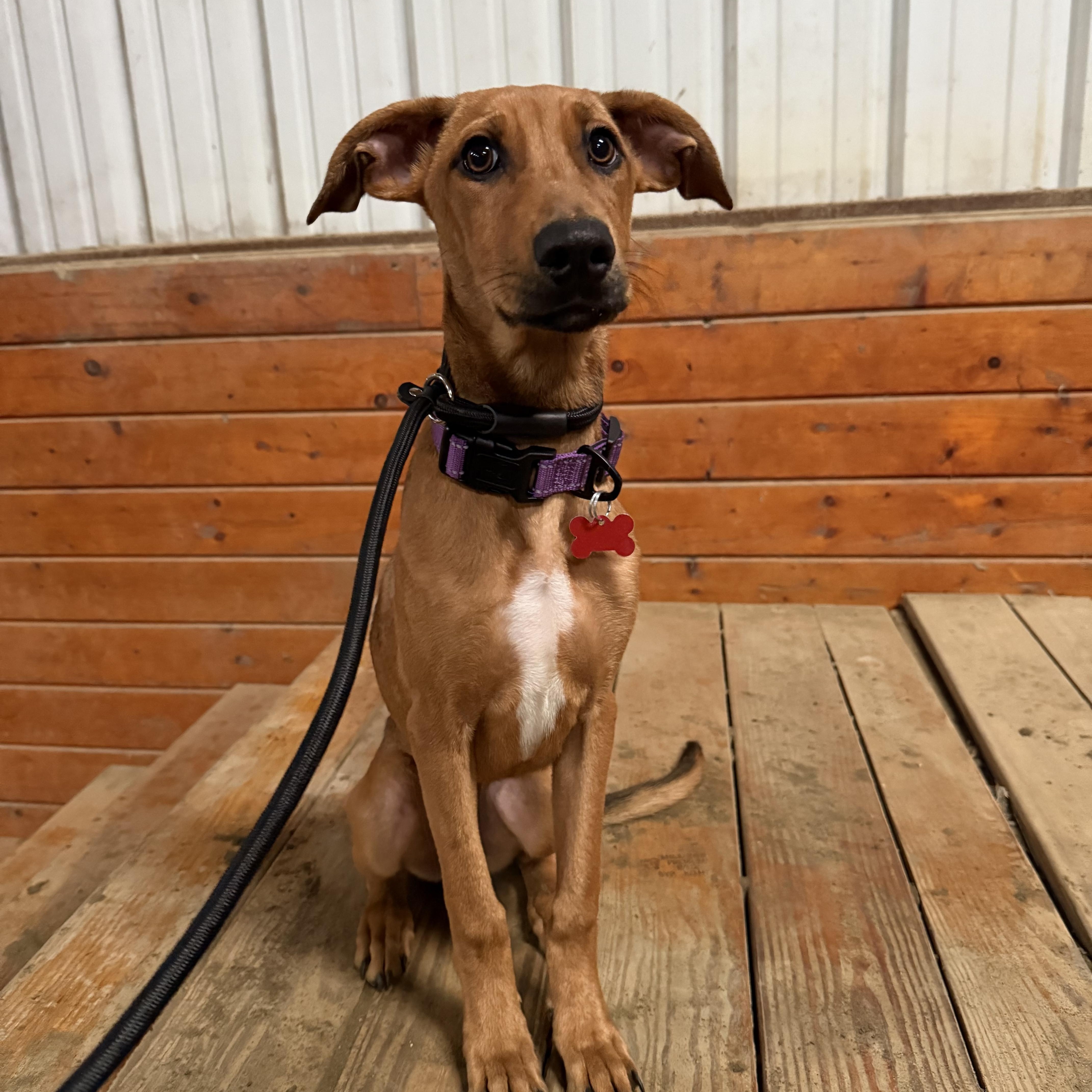 Enlarge Cindy Lou, a ADOPTABLE mixed breed in East Haddam, CT image 2/4