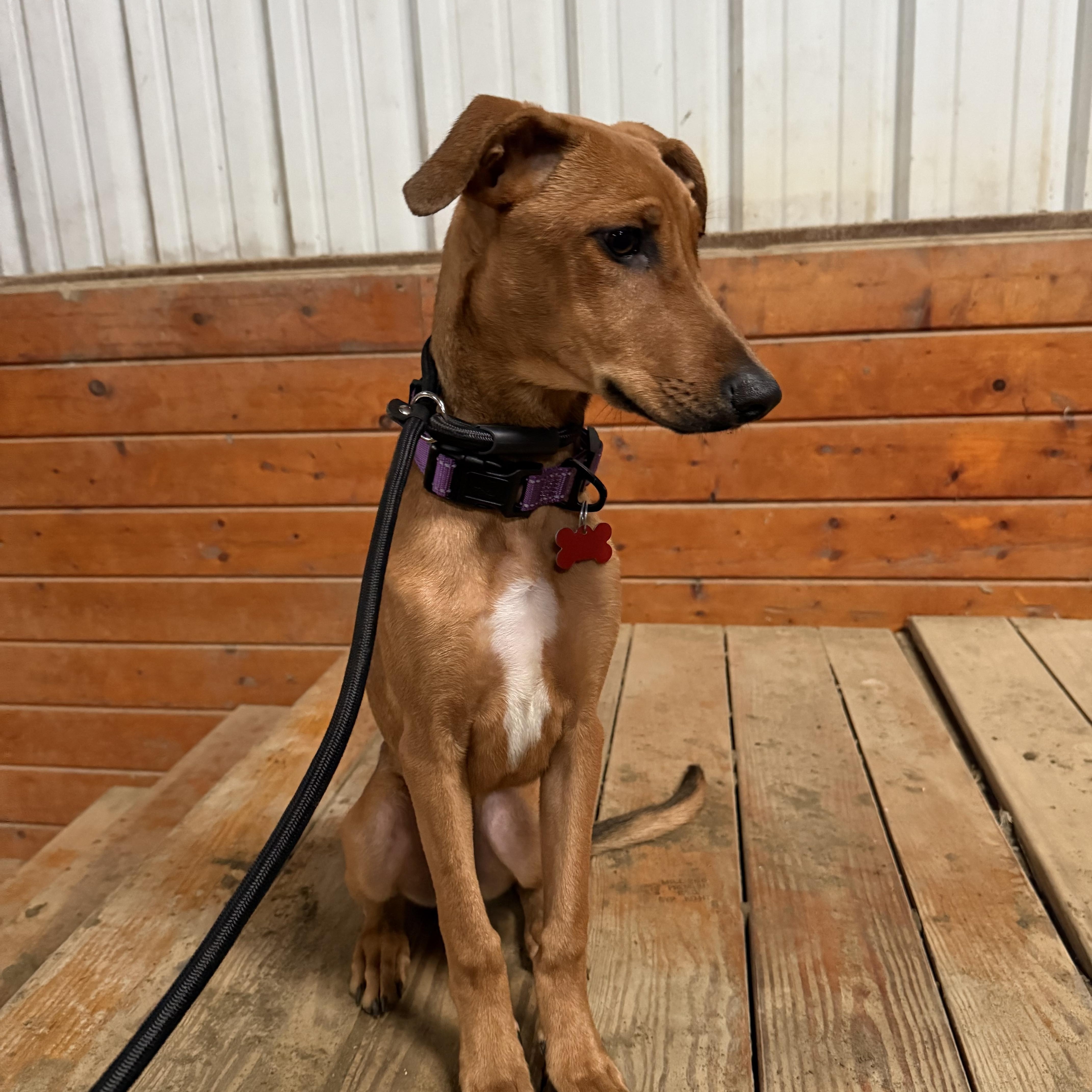 Enlarge Cindy Lou, a ADOPTABLE mixed breed in East Haddam, CT image 3/4