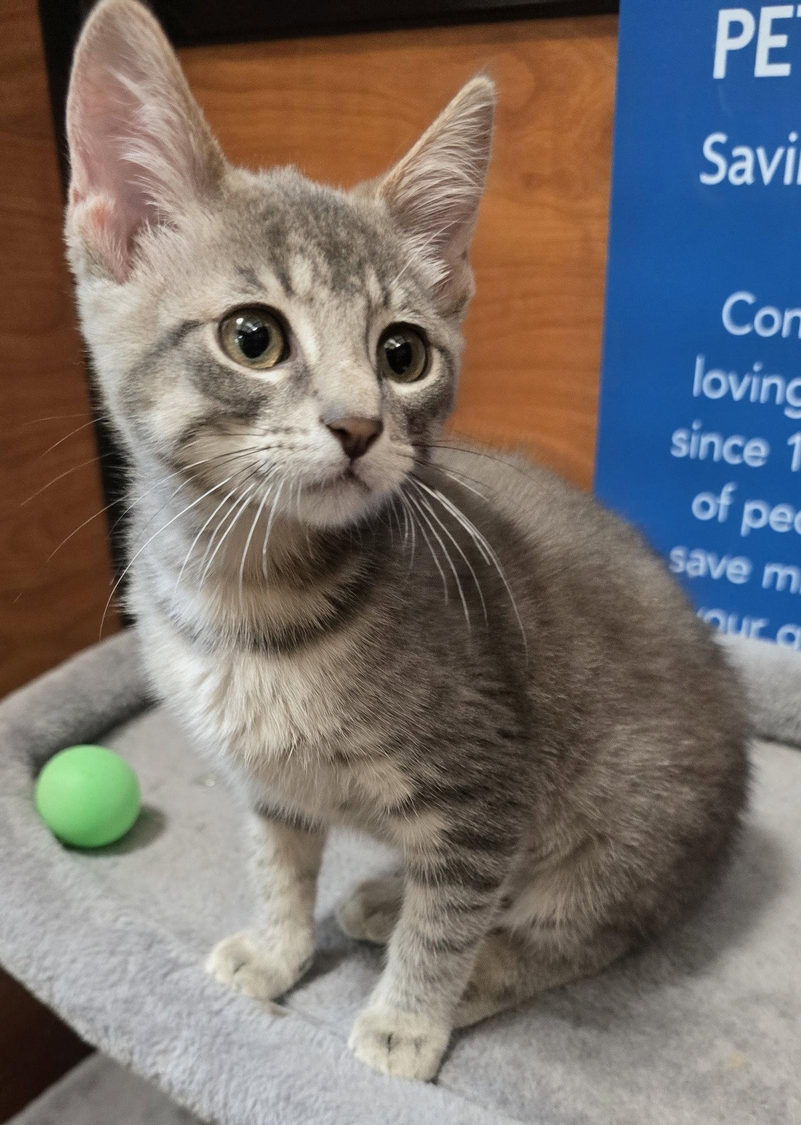 Enlarge Candice, a Adoptable Domestic Short Hair in Rowlett, TX image 1/3