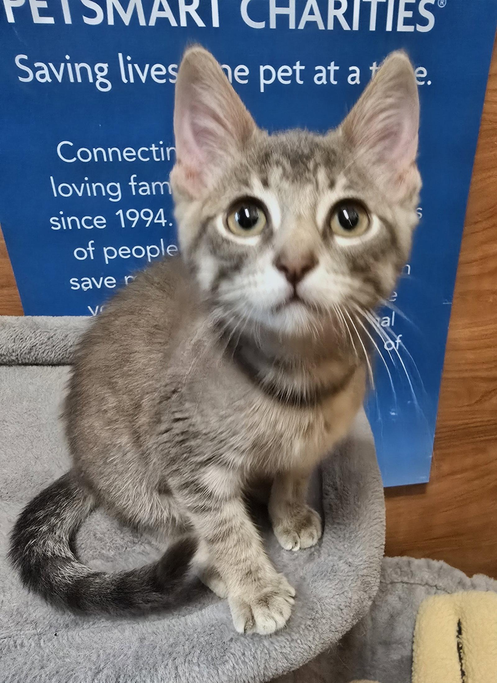 Enlarge Candice, a Adoptable Domestic Short Hair in Rowlett, TX image 2/3