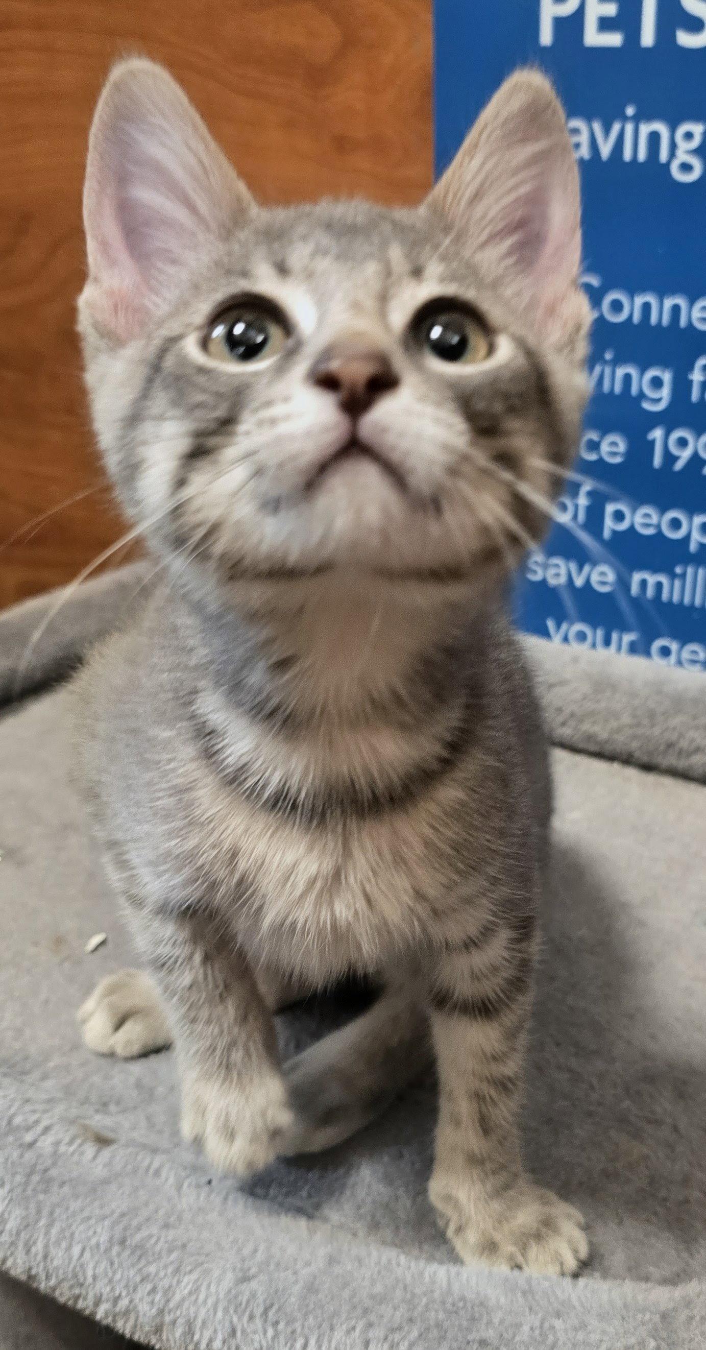 Enlarge Candice, a Adoptable Domestic Short Hair in Rowlett, TX image 3/3