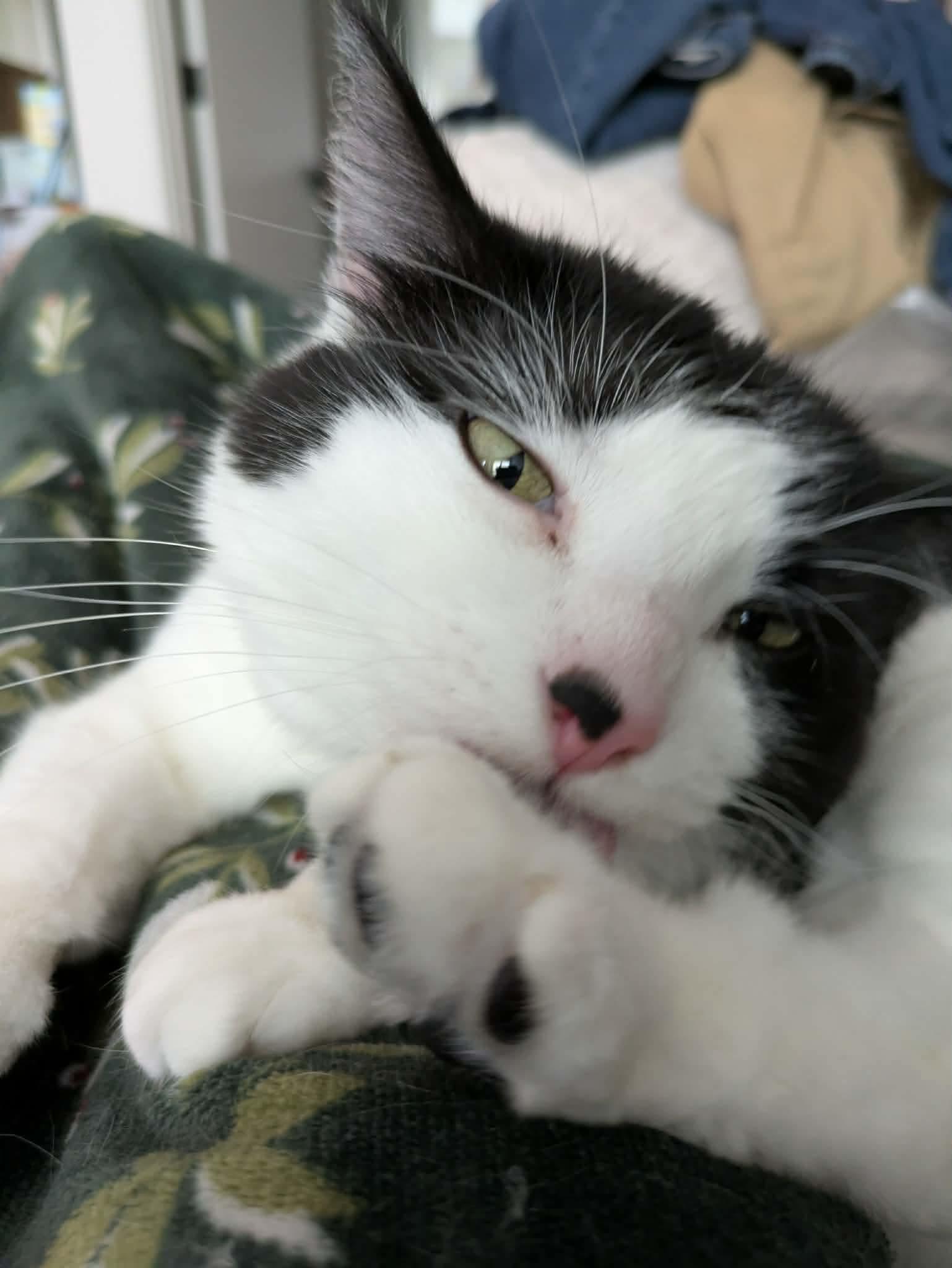 Sauvie, a ADOPTABLE Domestic Short Hair in Gladstone, OR image 3/5