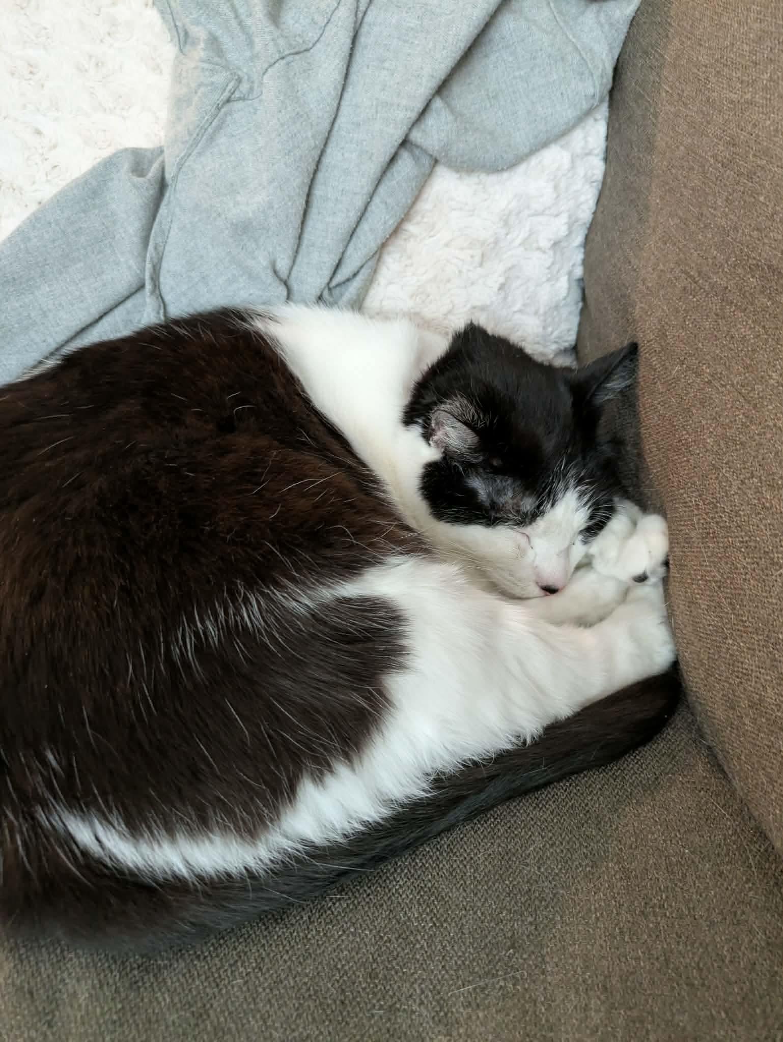Sauvie, a ADOPTABLE Domestic Short Hair in Gladstone, OR image 4/5