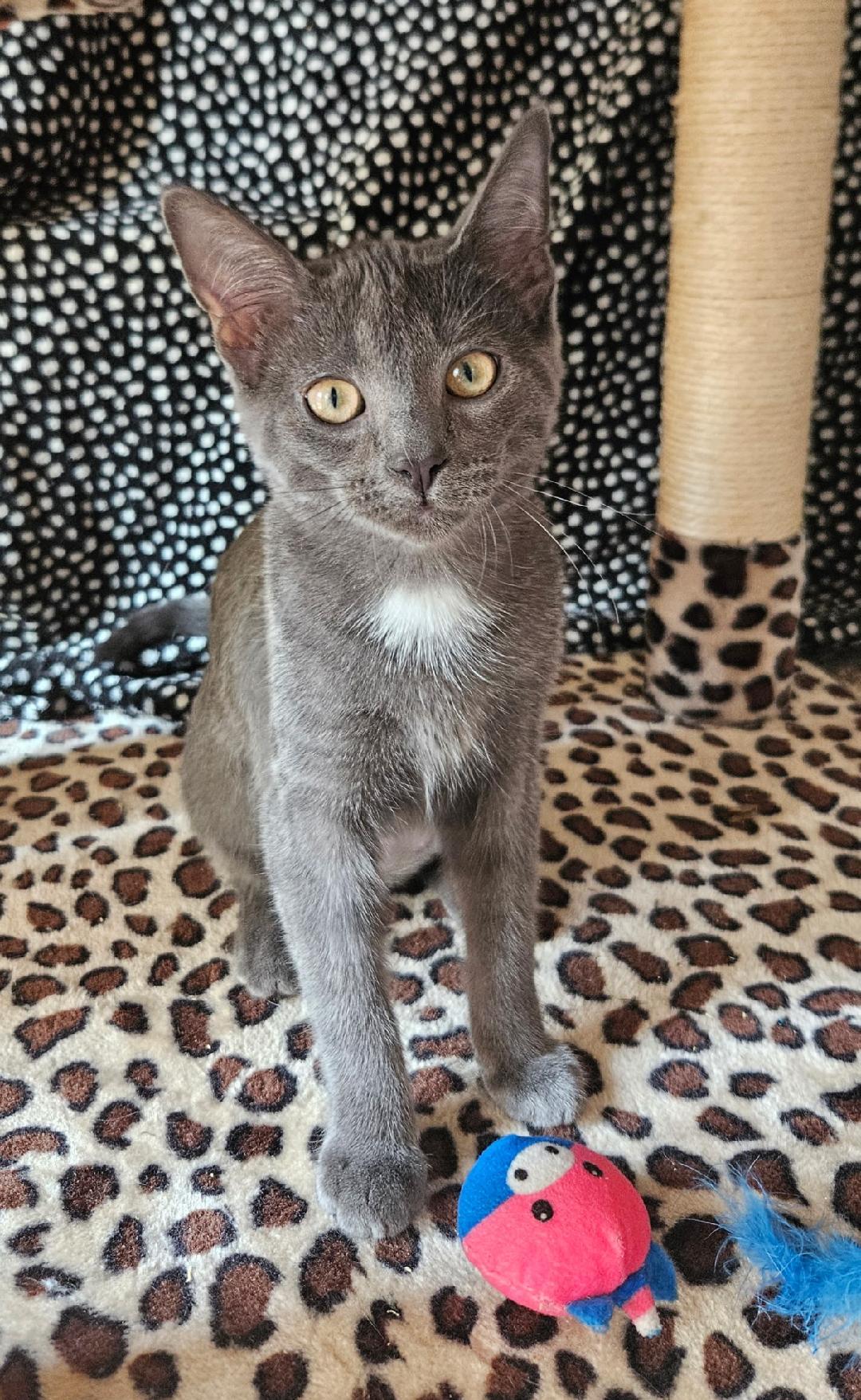 Annie, adopted, Kitten Female Domestic Short Hair.